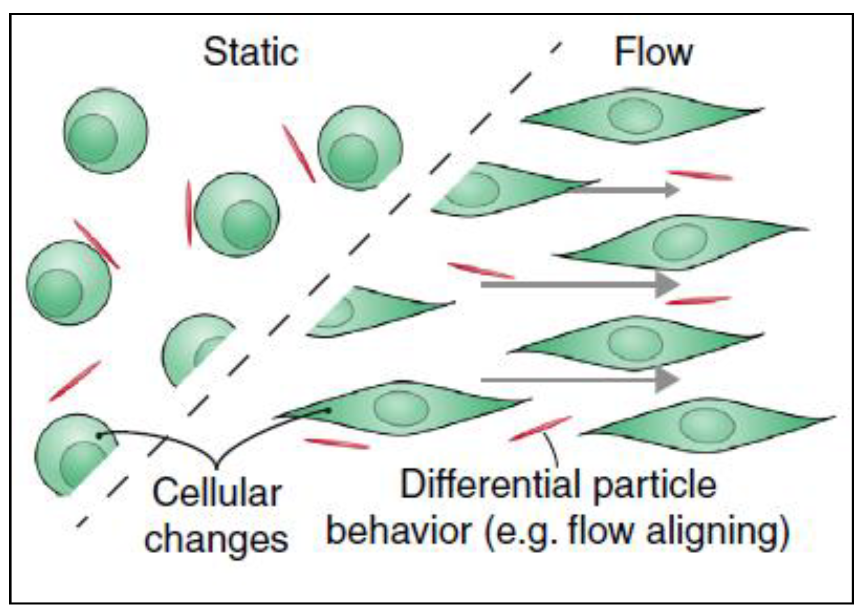 Cancers 12 01916 g006 Cancers 12 01916 g006