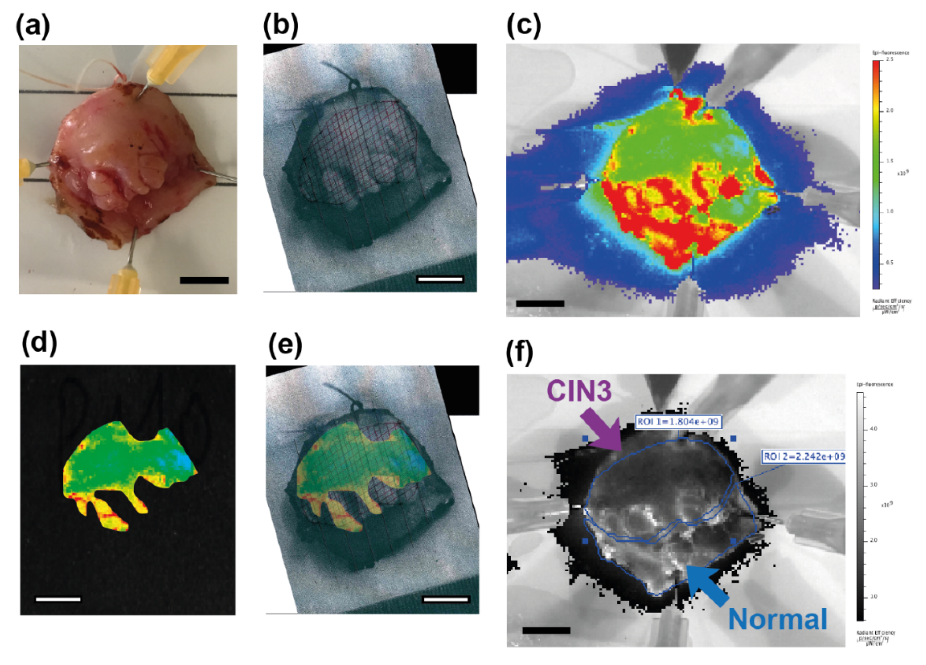 Cancers 12 01928 g004