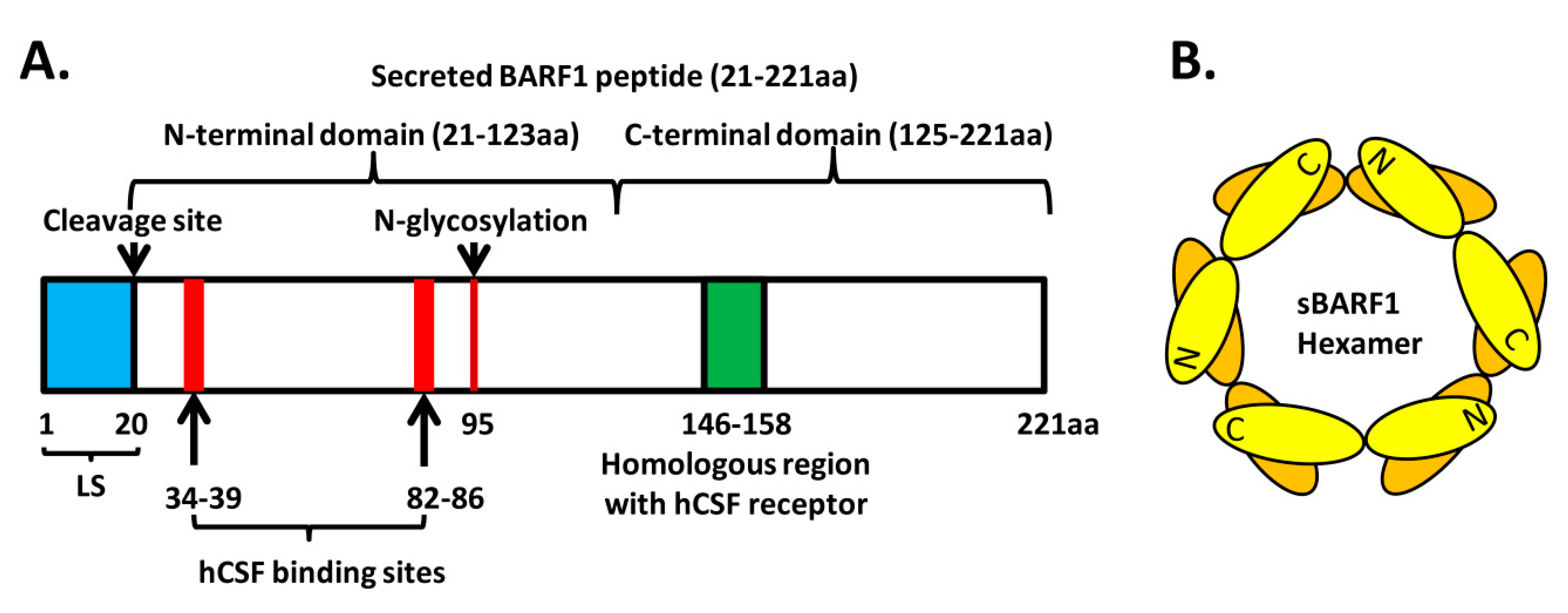 Cancers Free Full Text The Therapeutic Potential Of Targeting Barf1 In Ebv Associated Malignancies Html