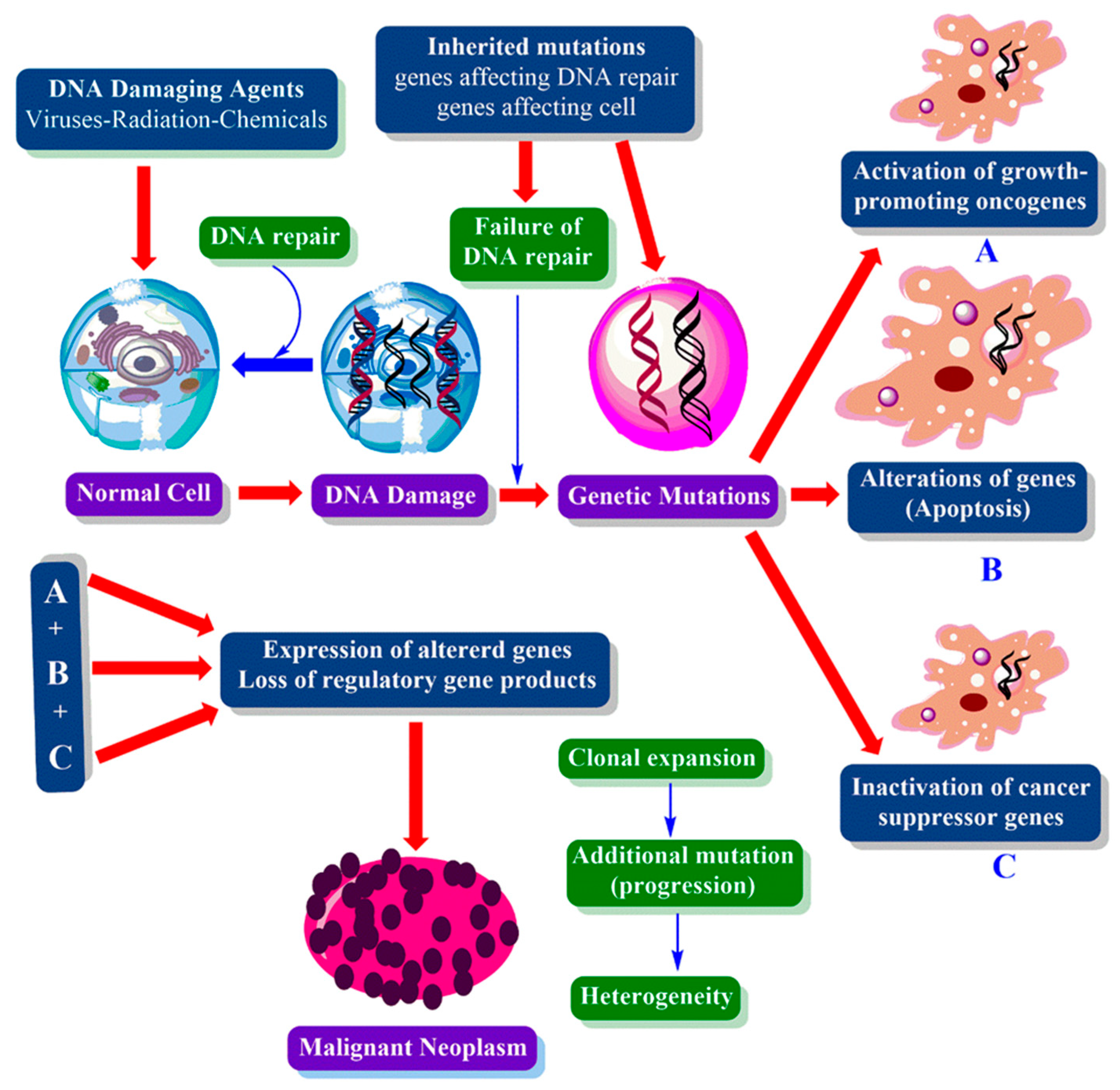 Cancers 12 01959 g005