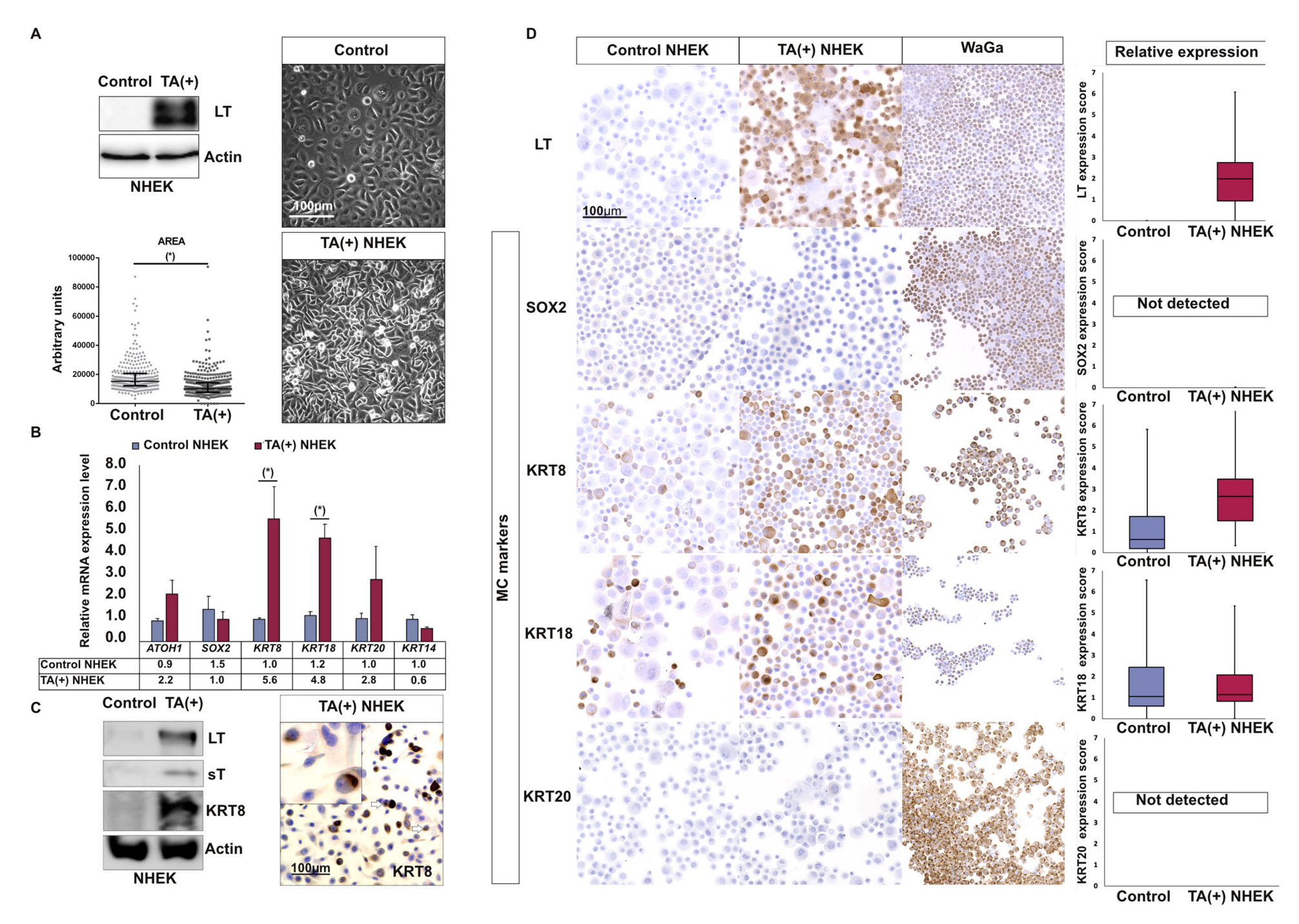 Cancers 12 01989 g003