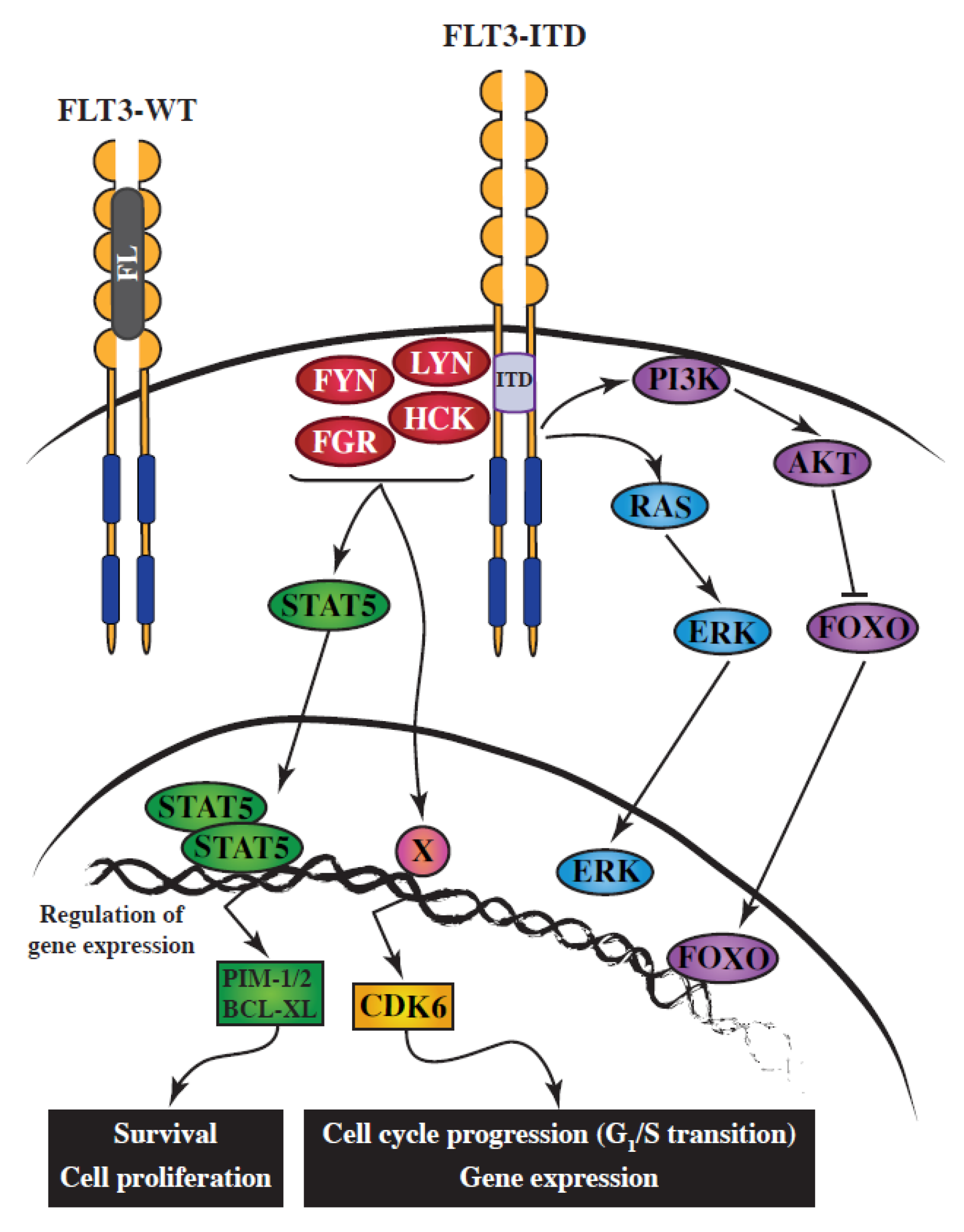 Cancers 12 01996 g001 Cancers 12 01996 g001