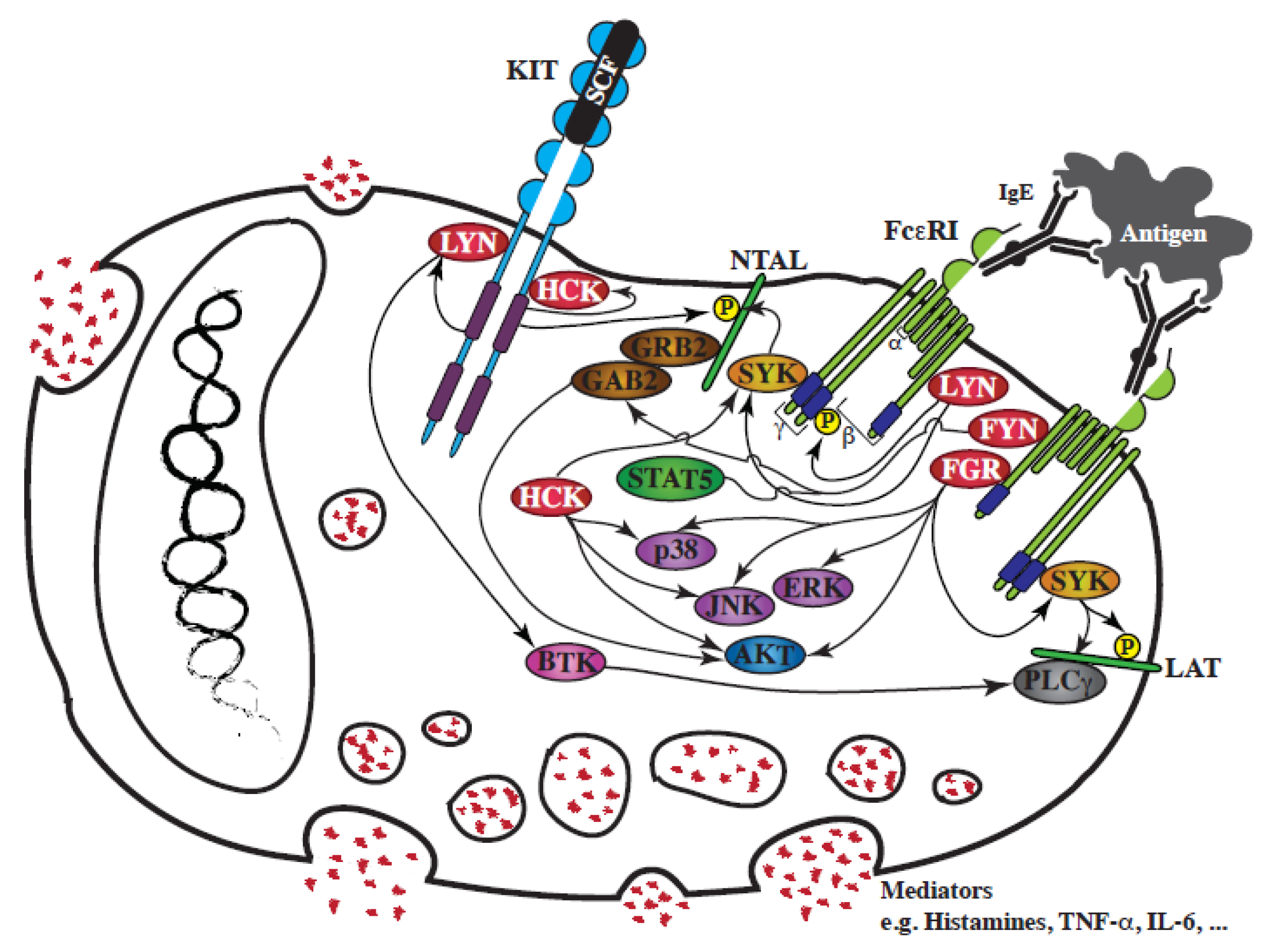 Cancers 12 01996 g002 Cancers 12 01996 g002