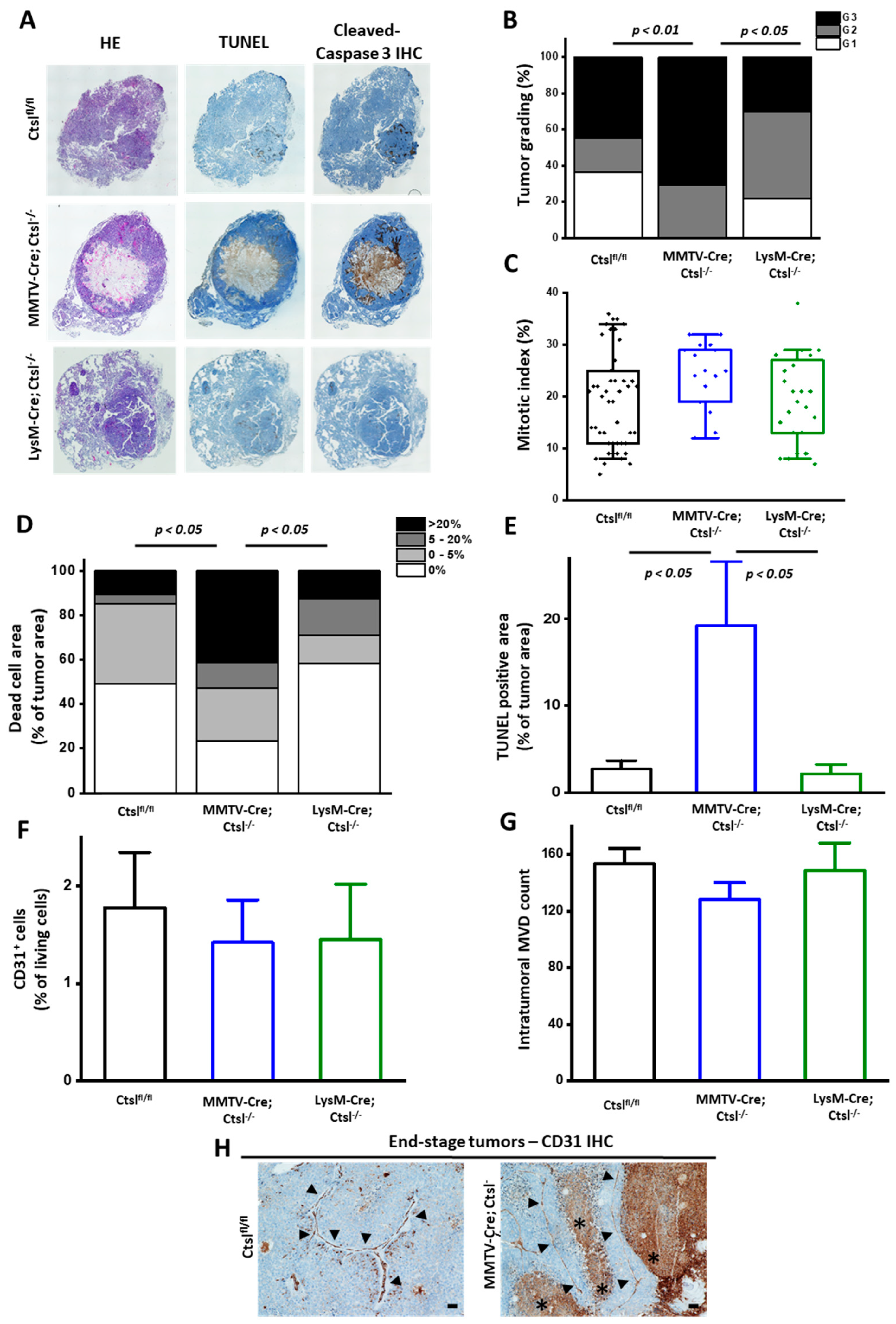 Cancers 12 02004 g002