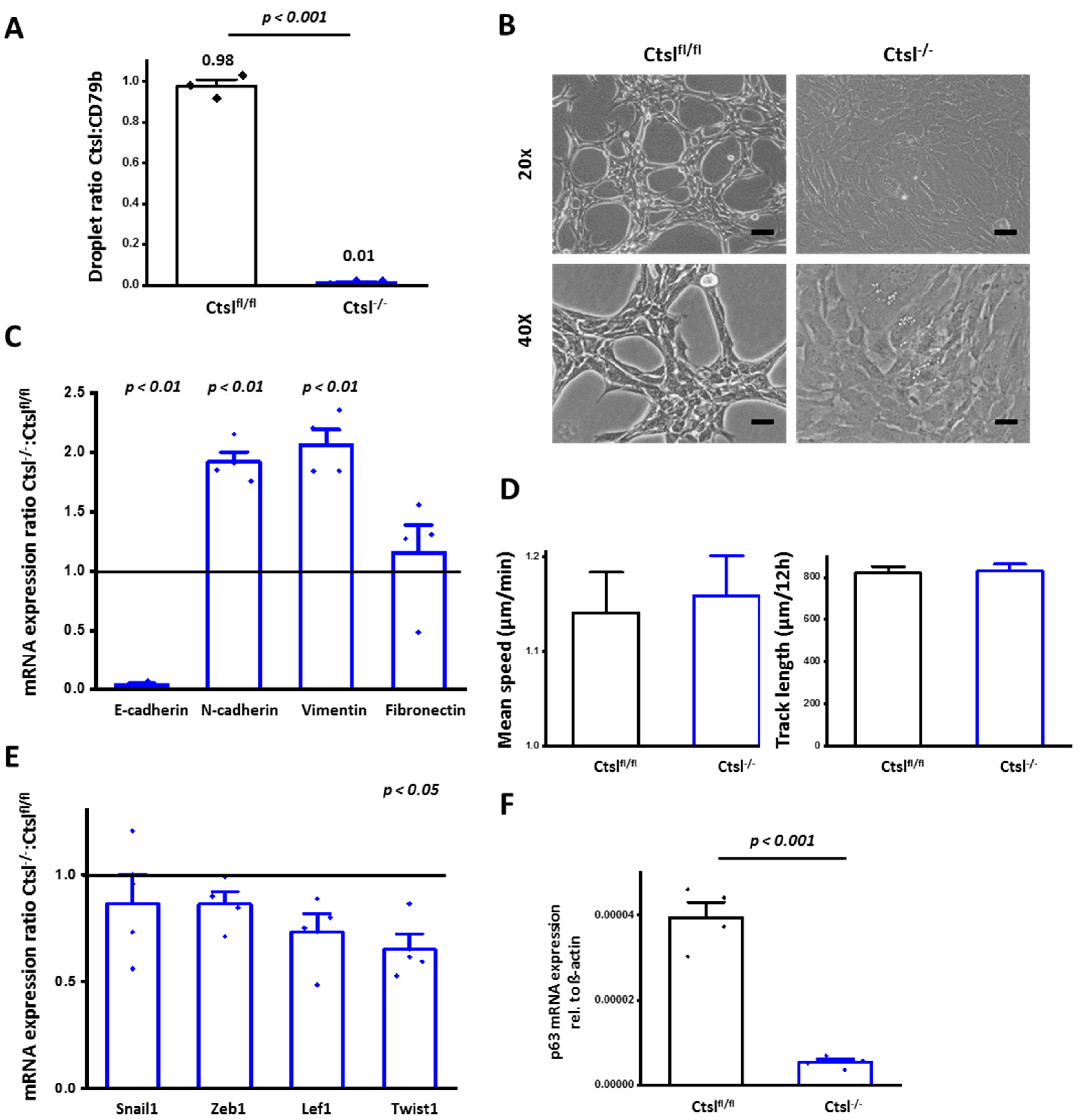 Cancers 12 02004 g004