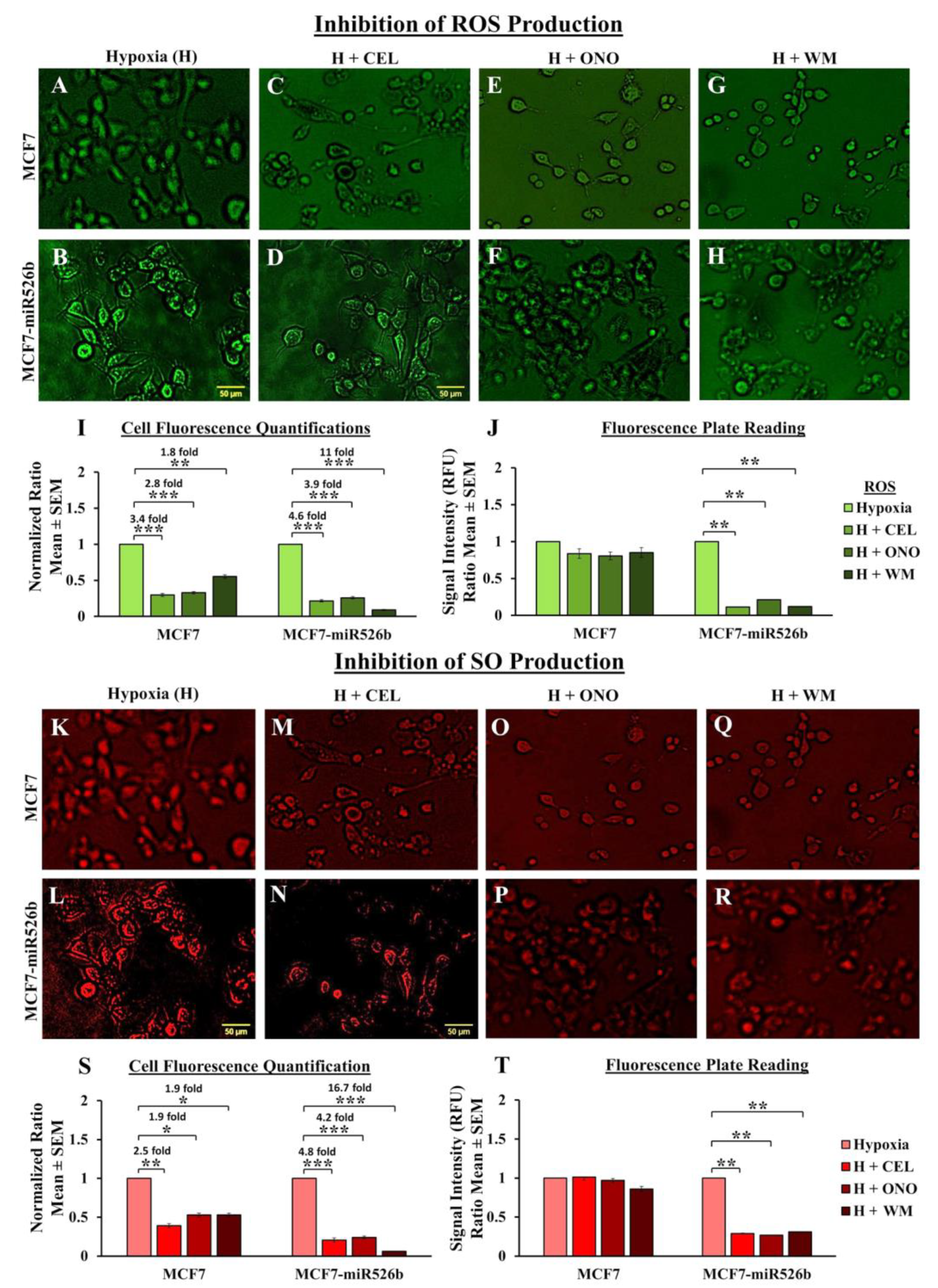 Cancers 12 02008 g008