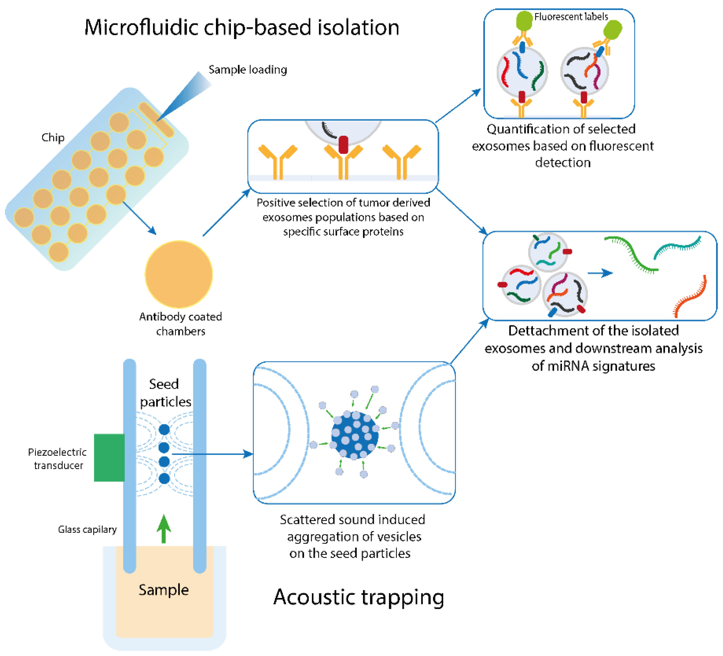 miR-130a and Tgfβ Content in Extracellular Vesicles Derived from