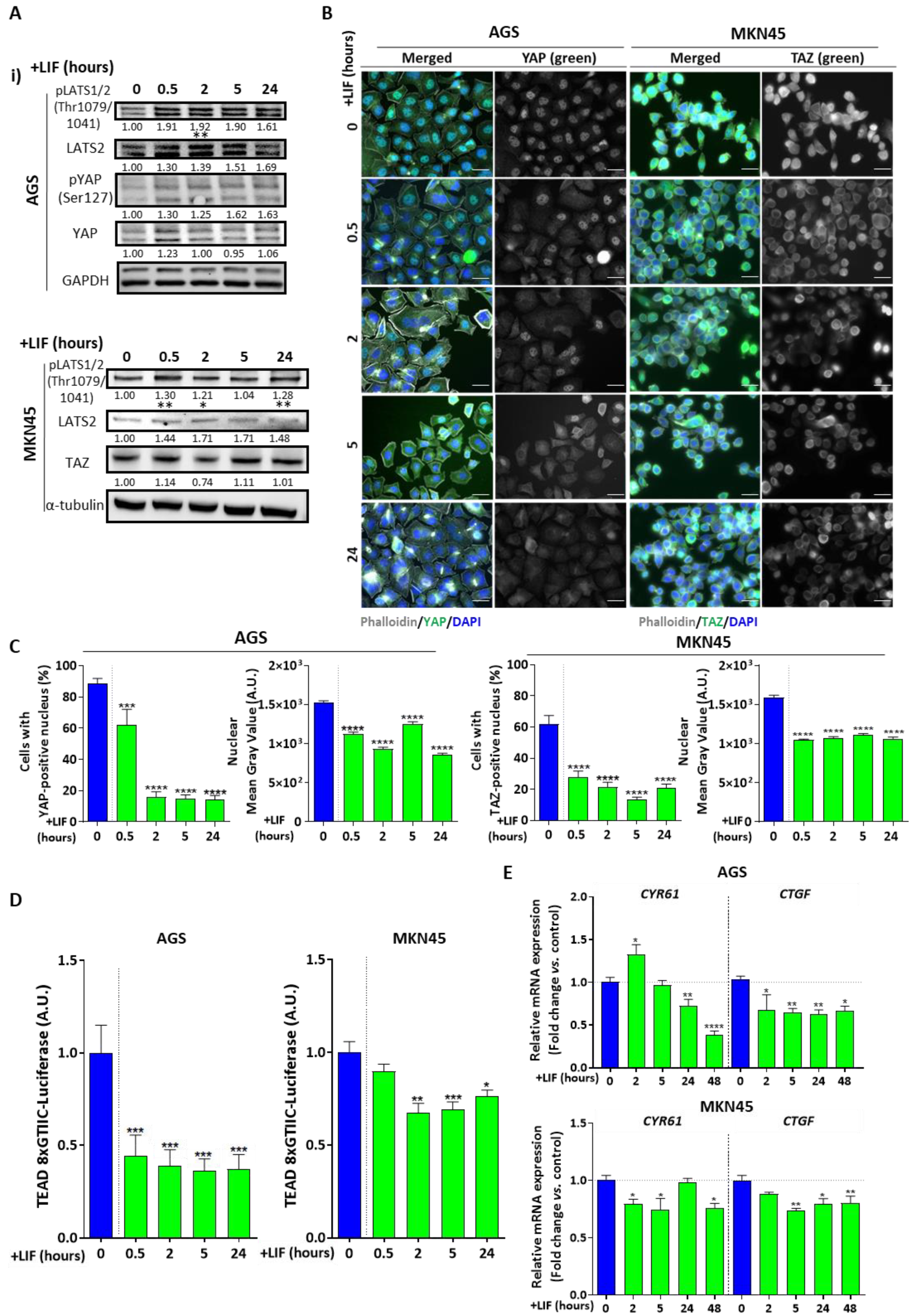 Cancers 12 02011 g004