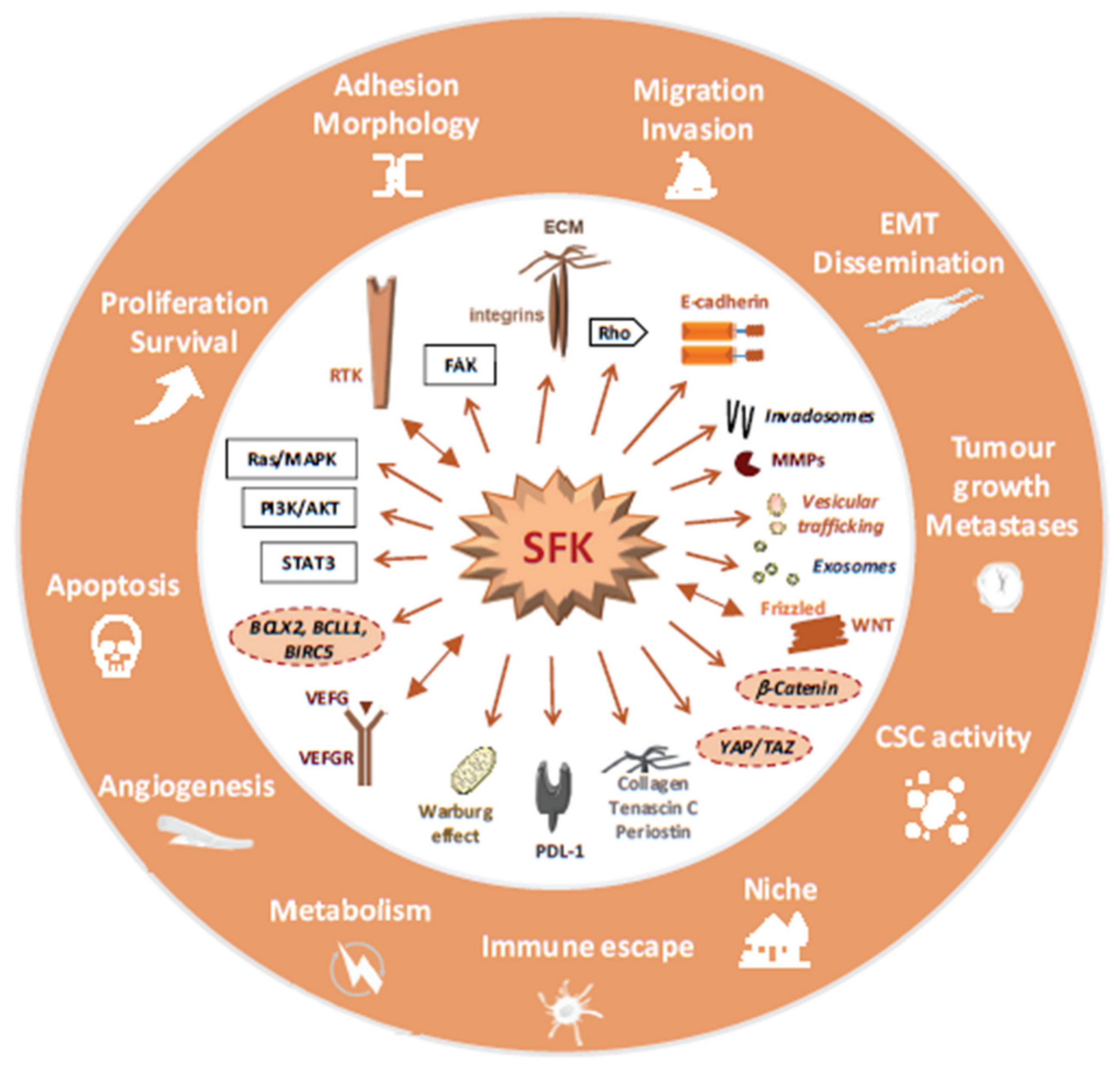 Cancers 12 02014 g003 Cancers 12 02014 g003