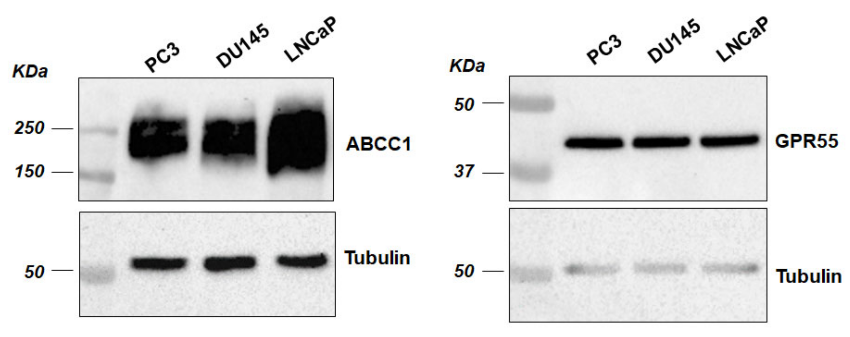 Cancers 12 02022 g001