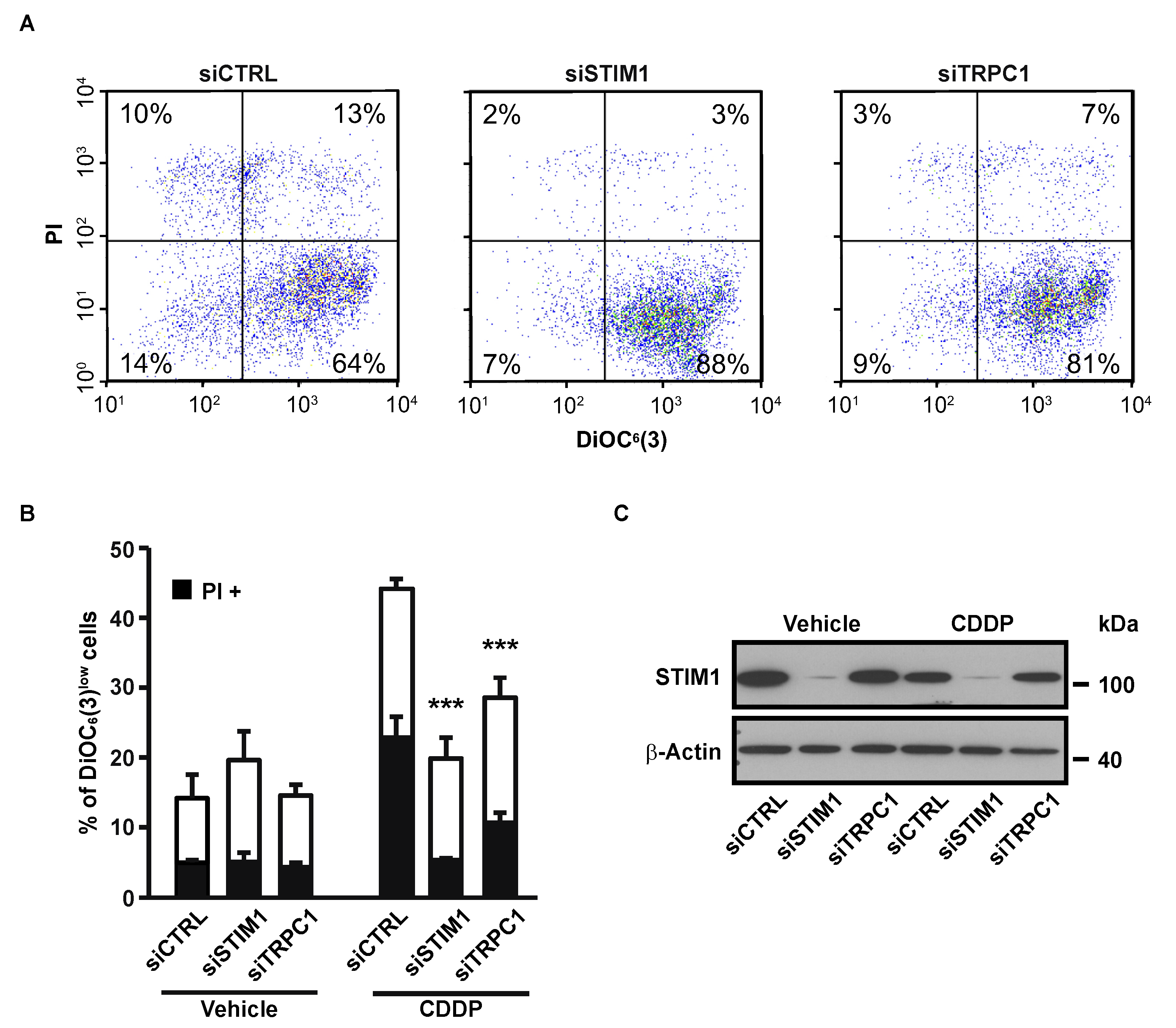 Cancers 12 02023 g001