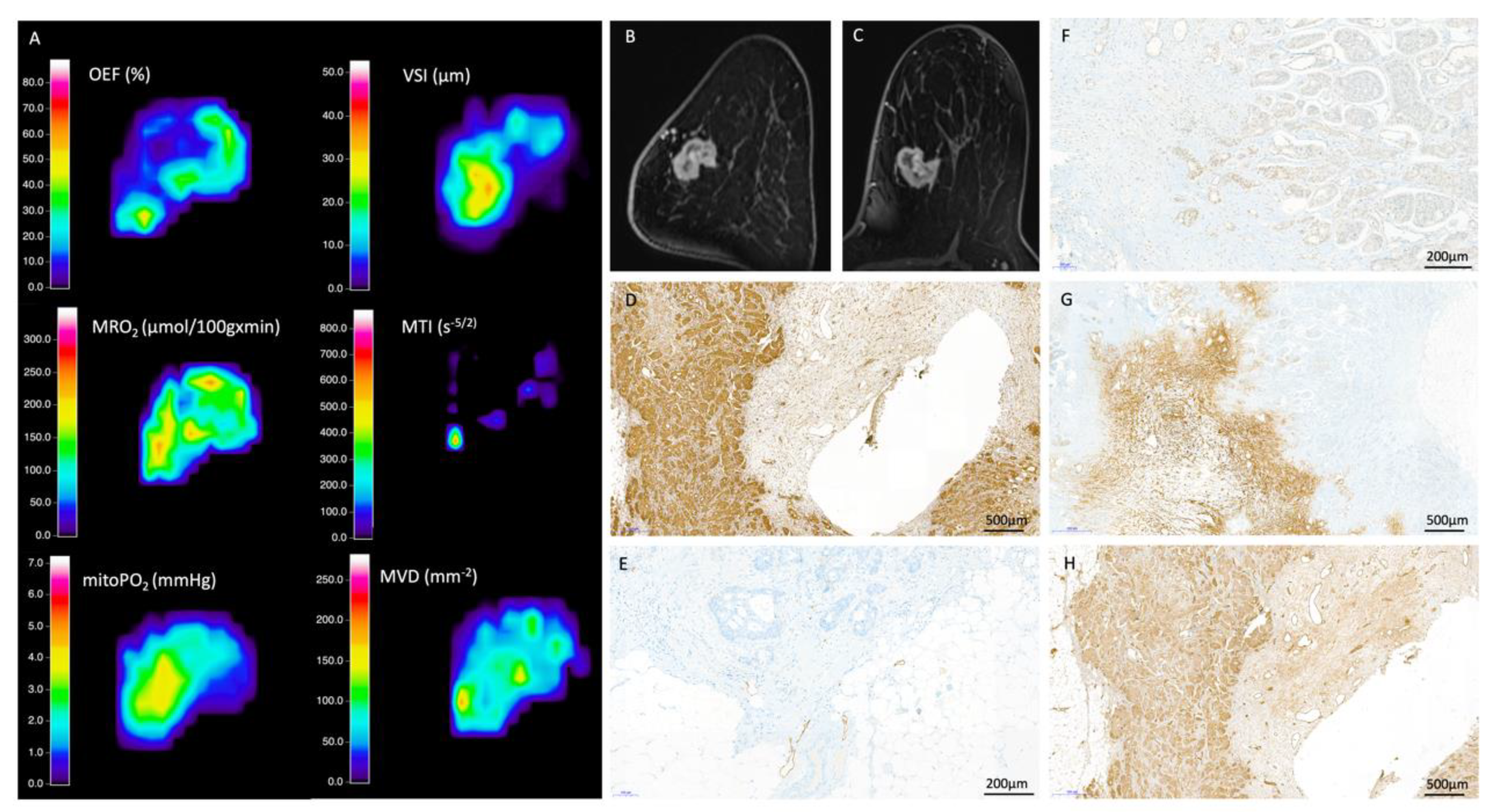 Cancers 12 02024 g002 Cancers 12 02024 g002