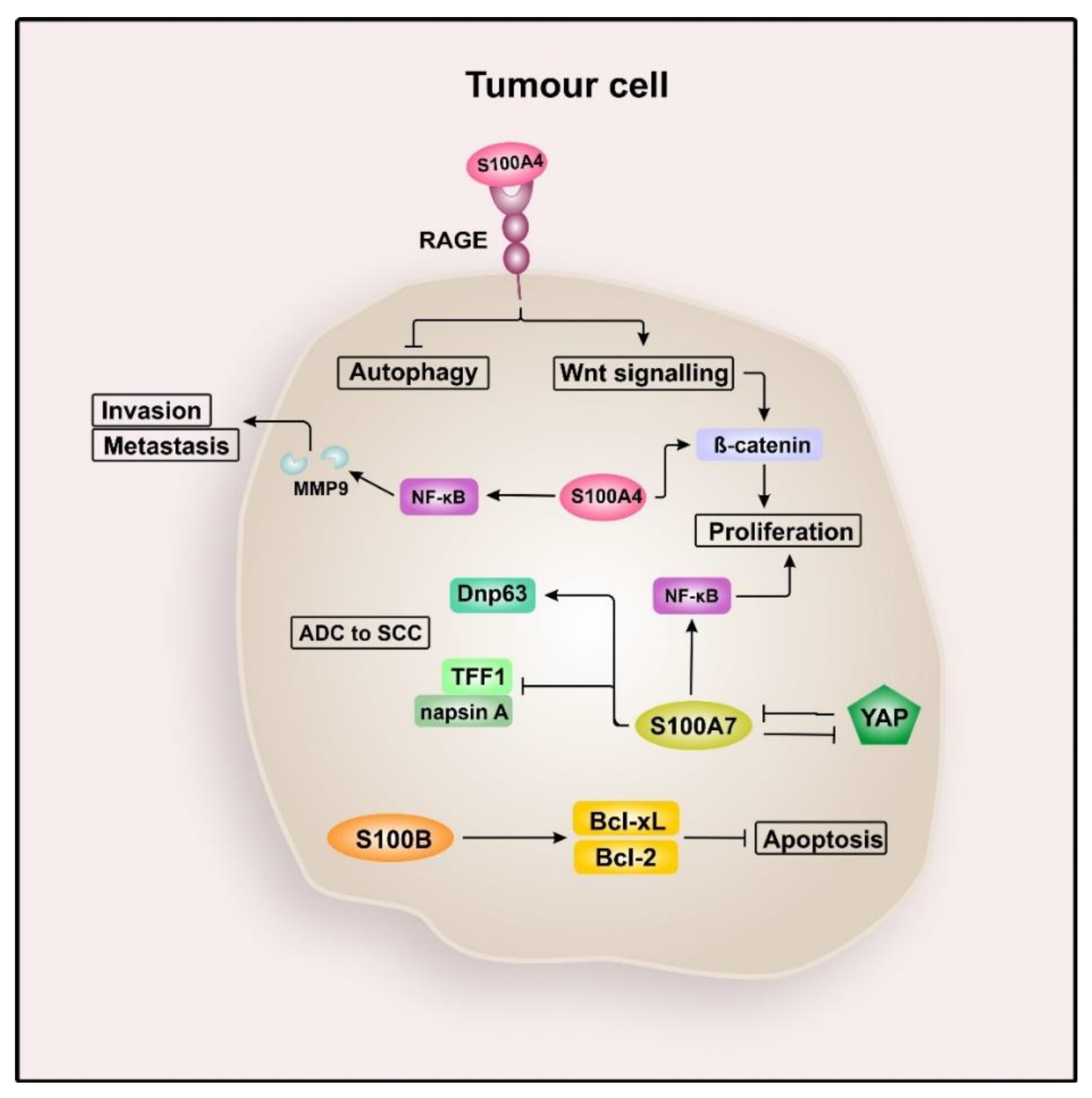 Cancers 12 02037 g002