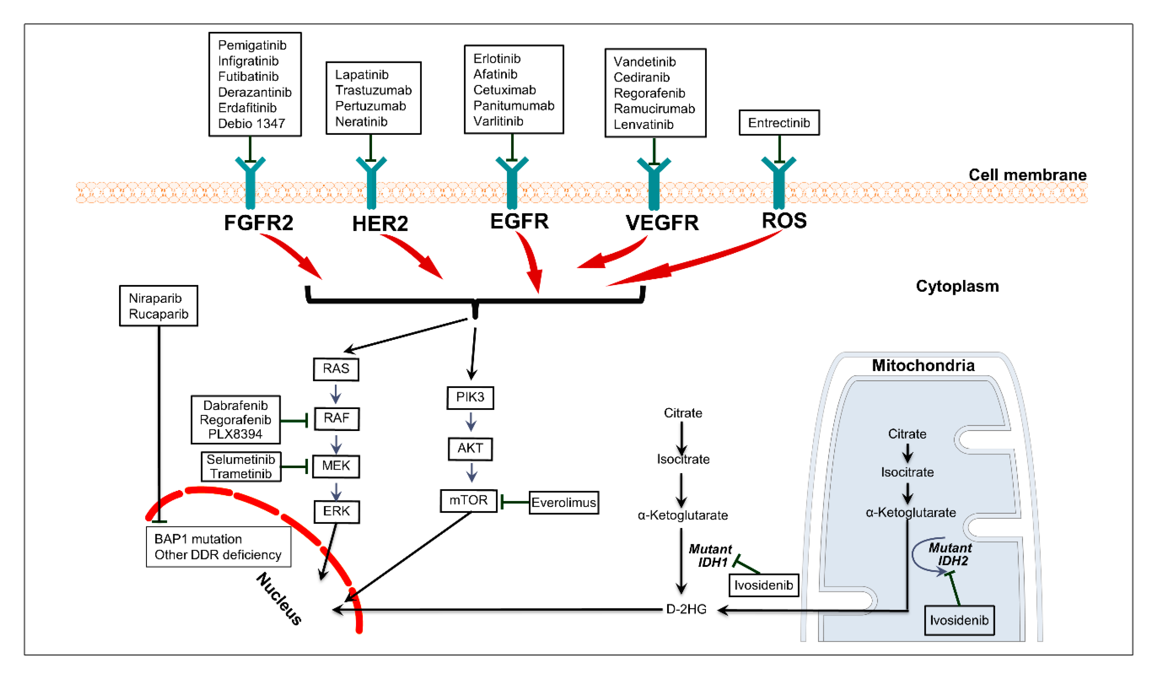 Cancers 12 02039 g001