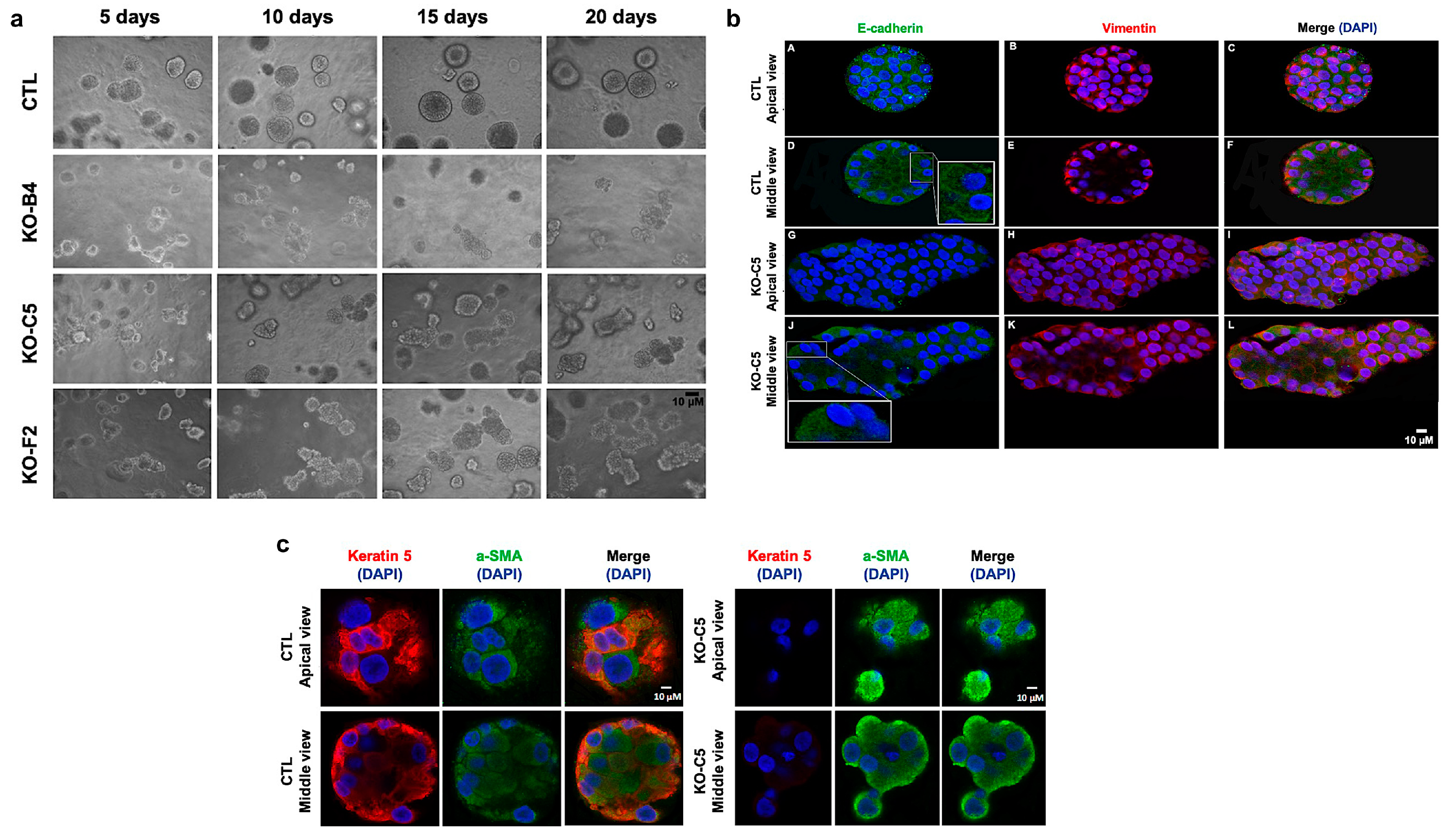 Cancers 12 02047 g002 Cancers 12 02047 g002