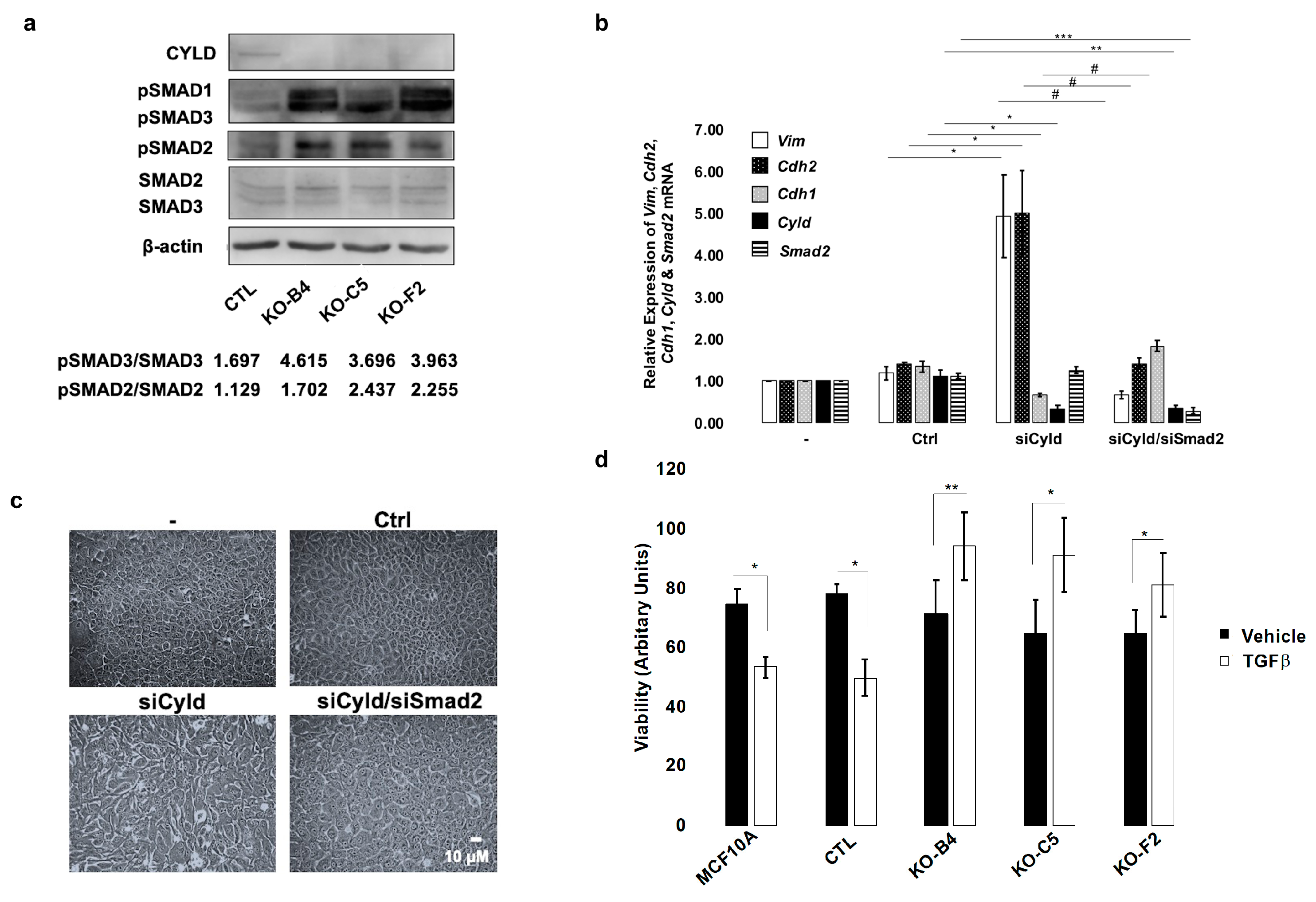 Cancers 12 02047 g004 Cancers 12 02047 g004