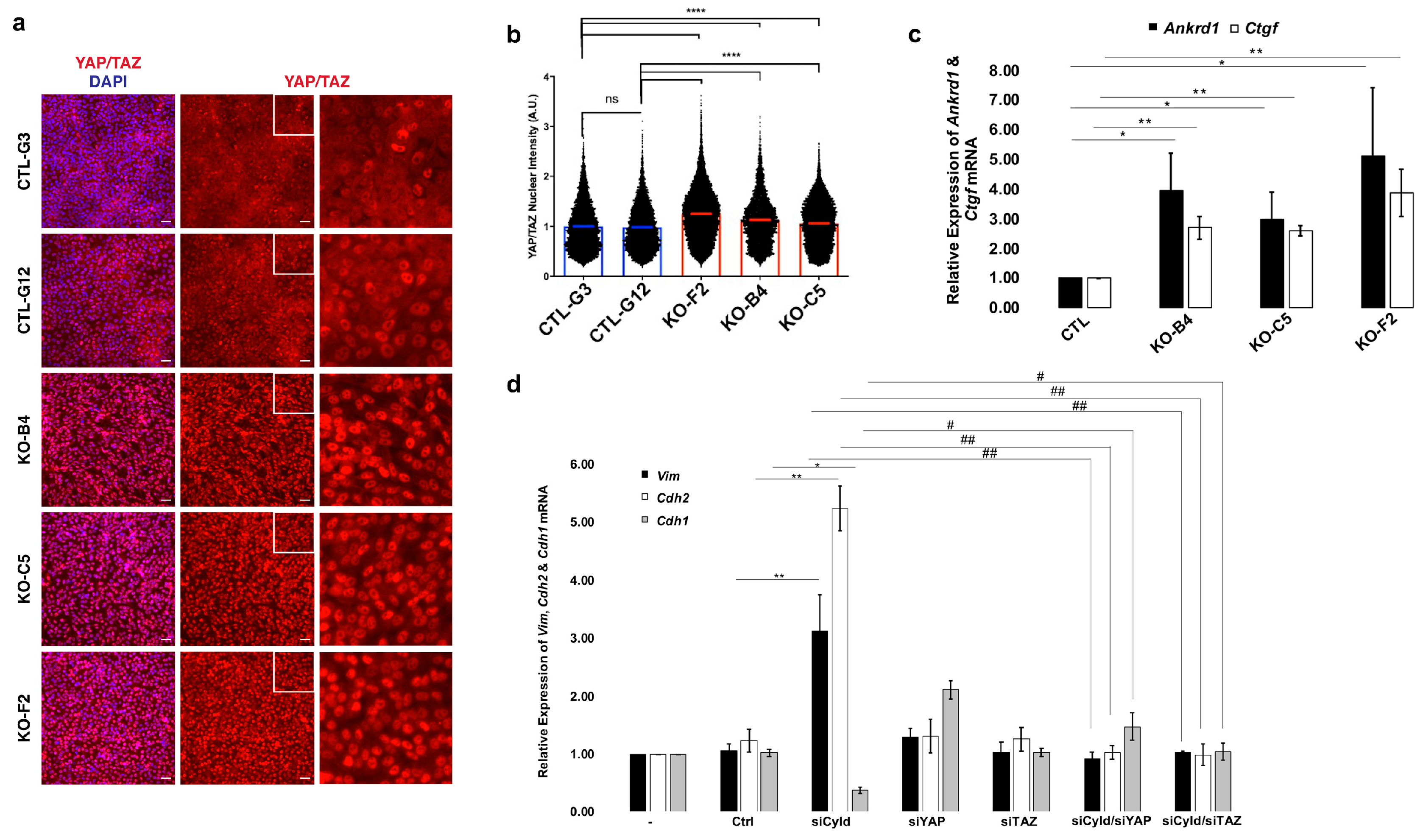 Cancers 12 02047 g005 Cancers 12 02047 g005