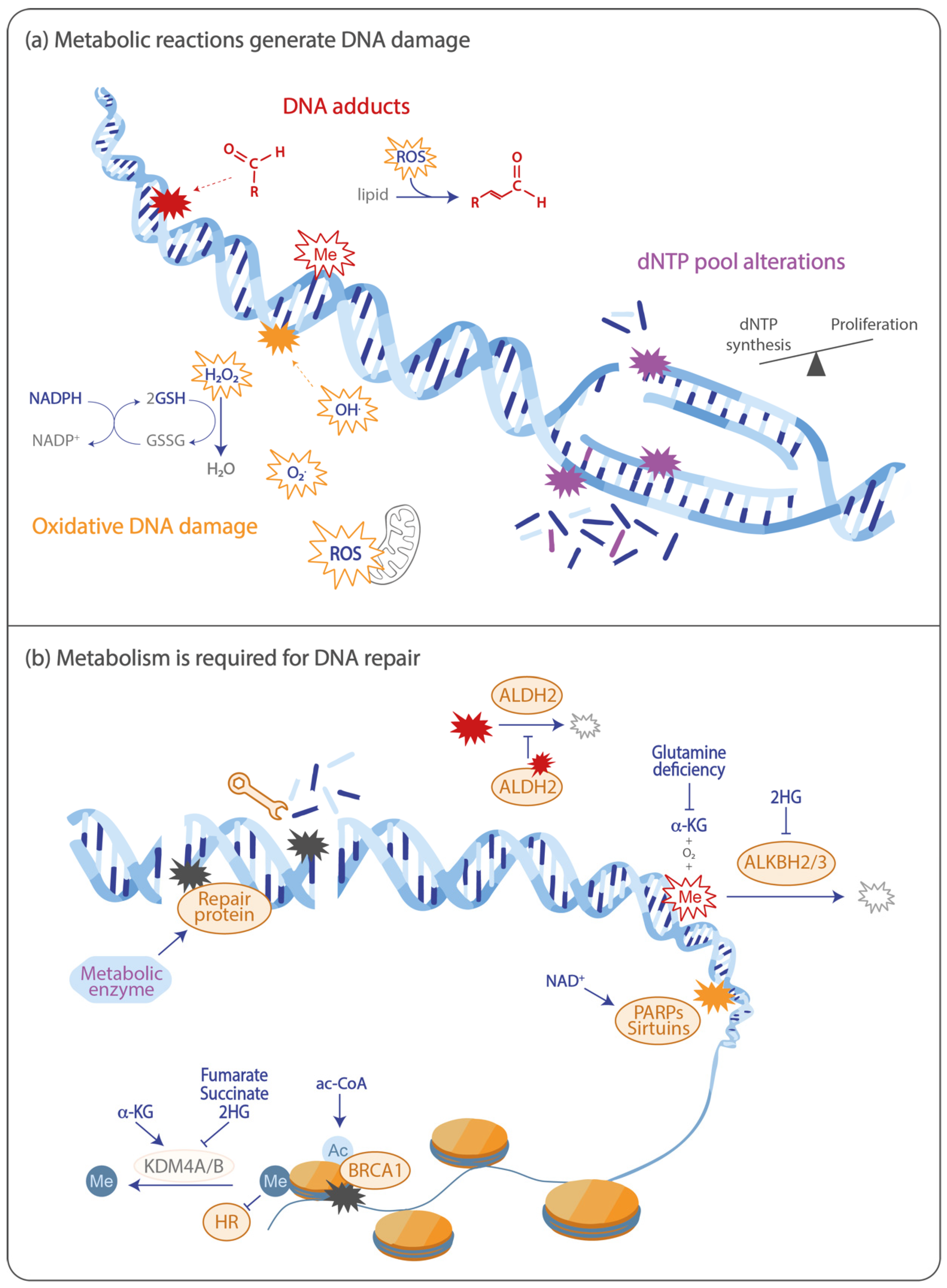Cancers 12 02051 g001