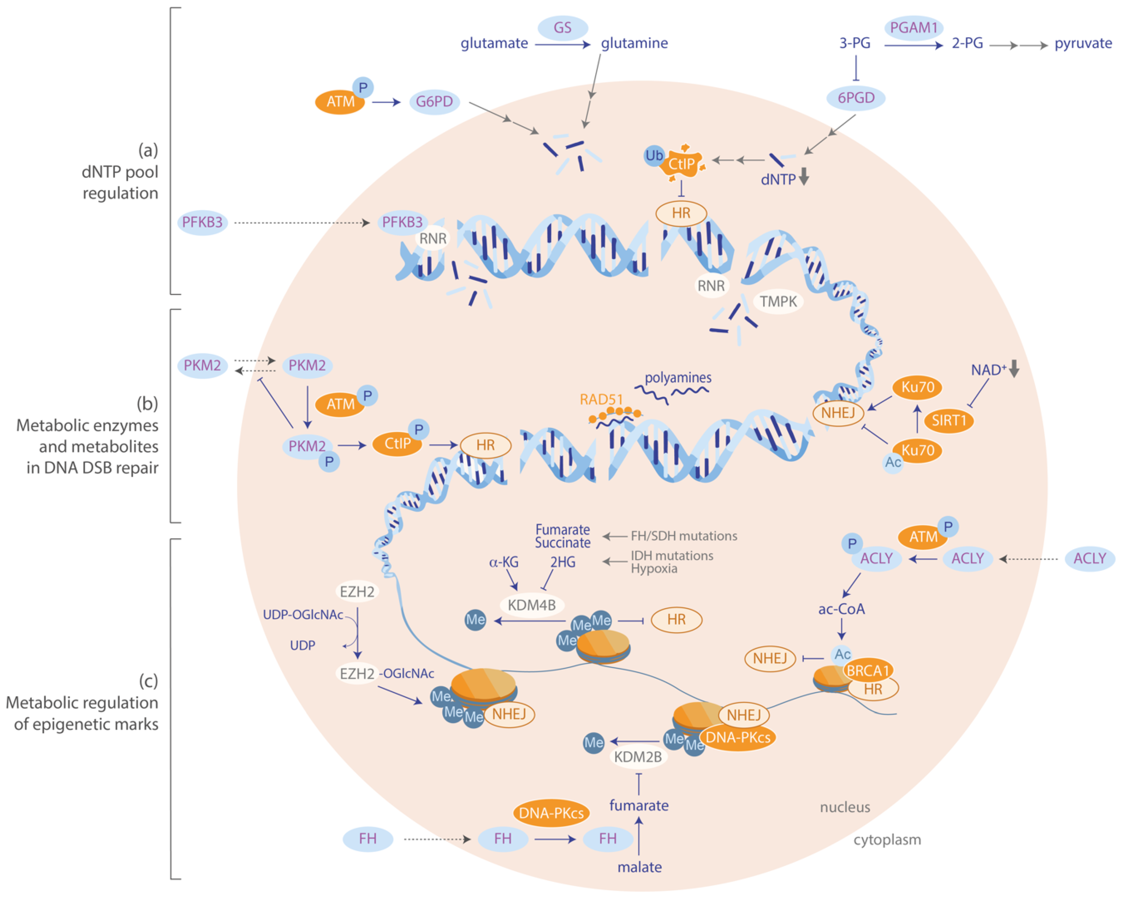 Cancers 12 02051 g002