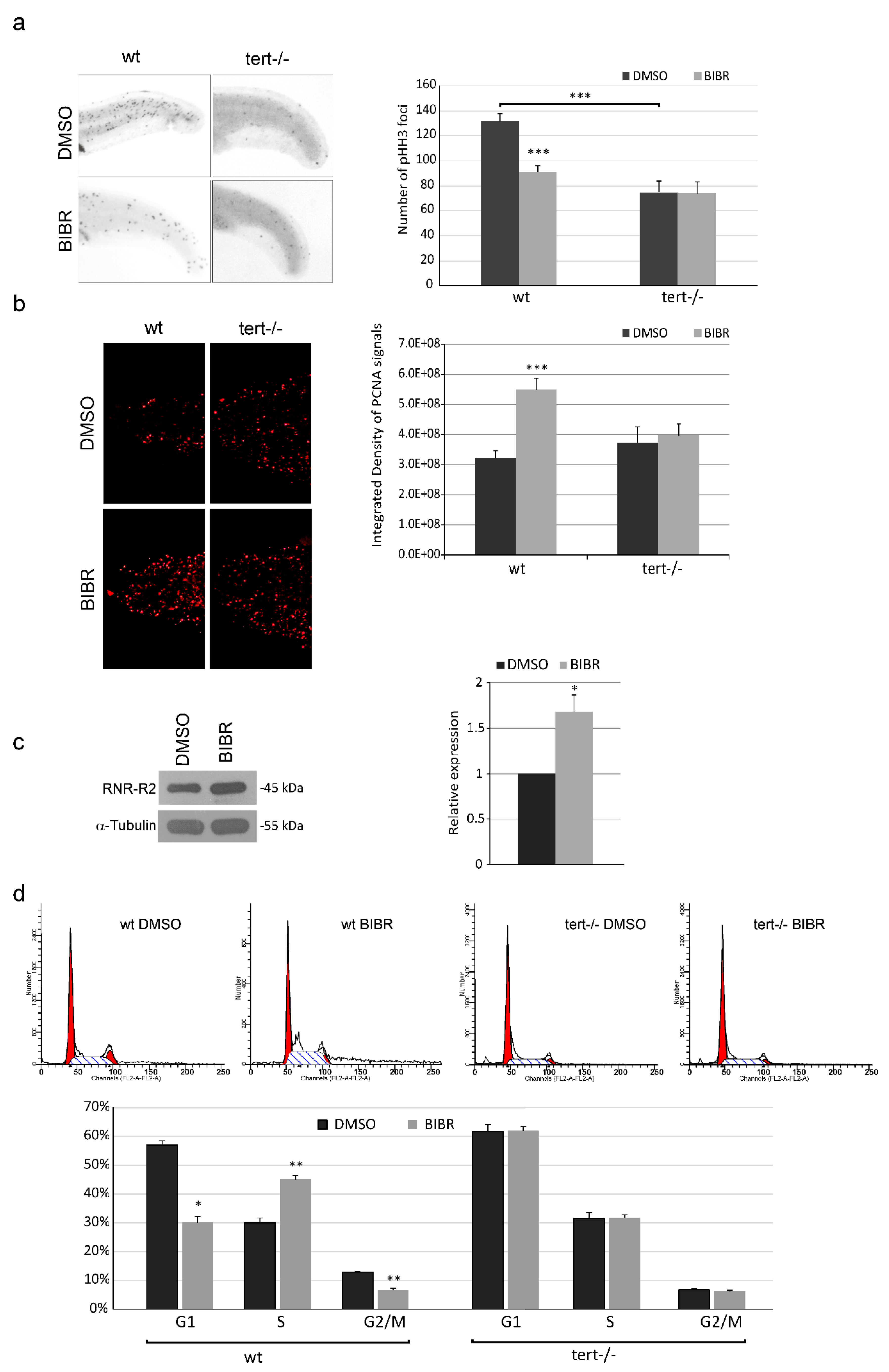 Cancers 12 02052 g001 Cancers 12 02052 g001
