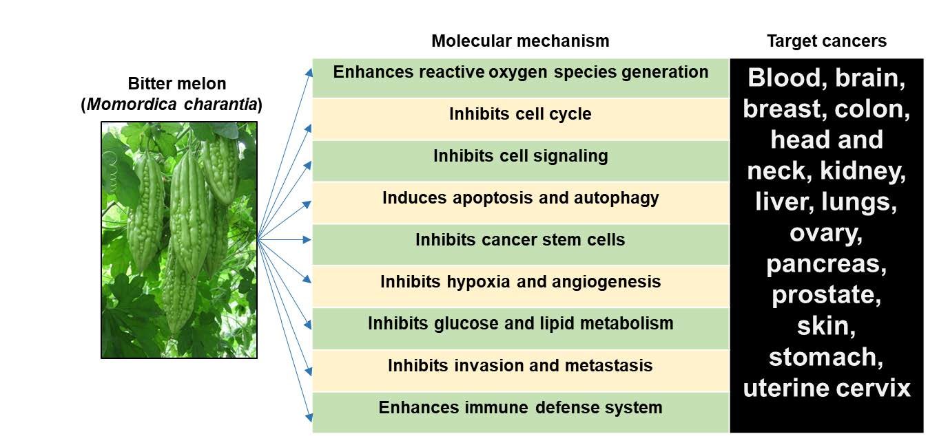 Cancers Free FullText Bitter Melon (Momordica Charantia), a
