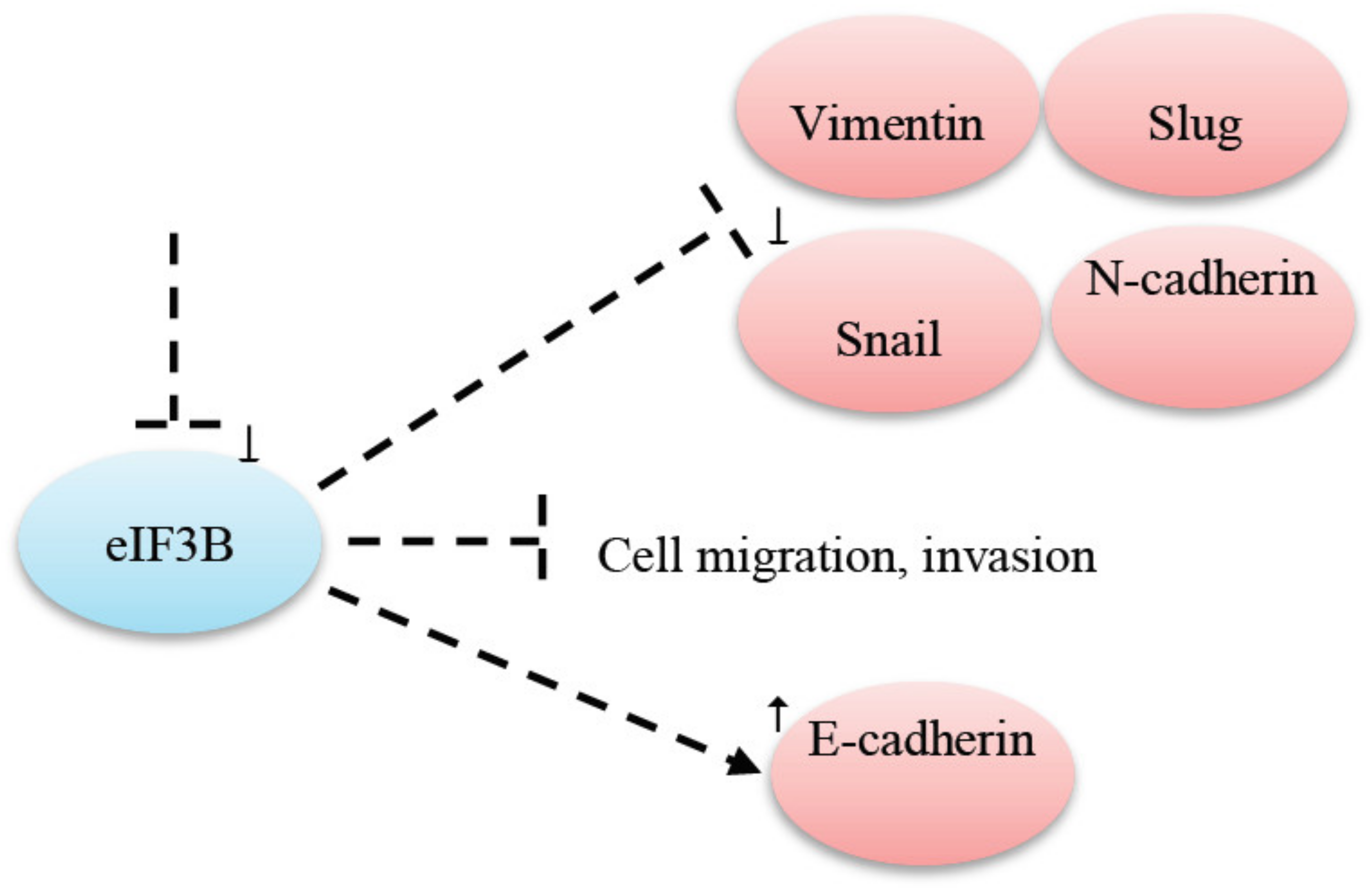 Cancers 12 02074 g001 Cancers 12 02074 g001
