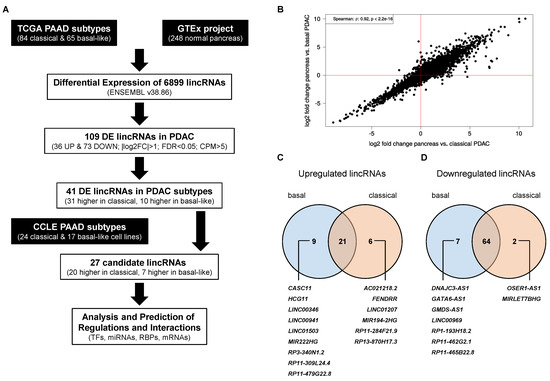Comprehensive Analysis of LincRNAs in Classical and Basal