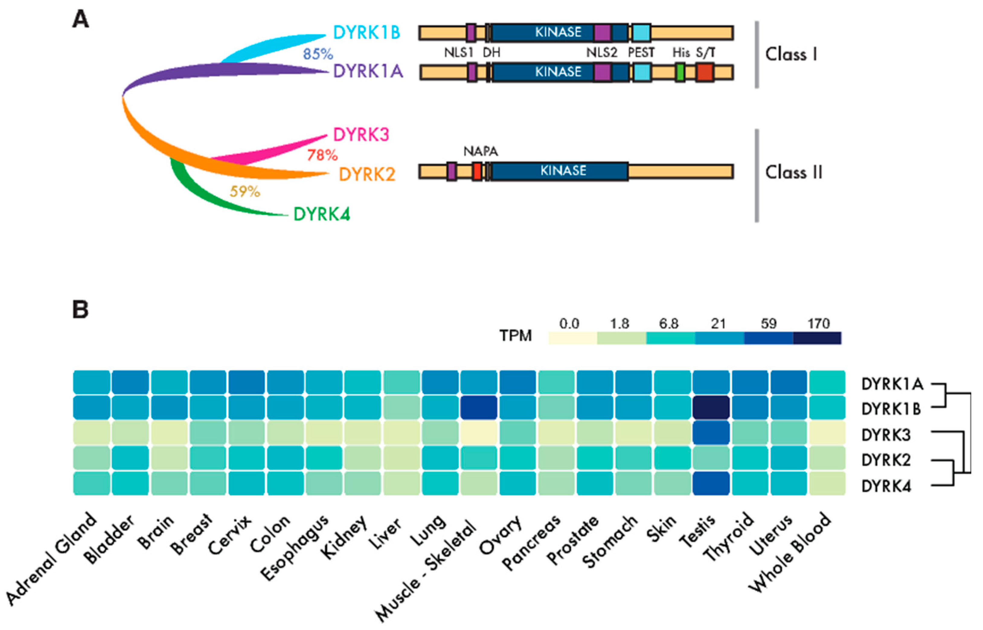 Cancers 12 02106 g001
