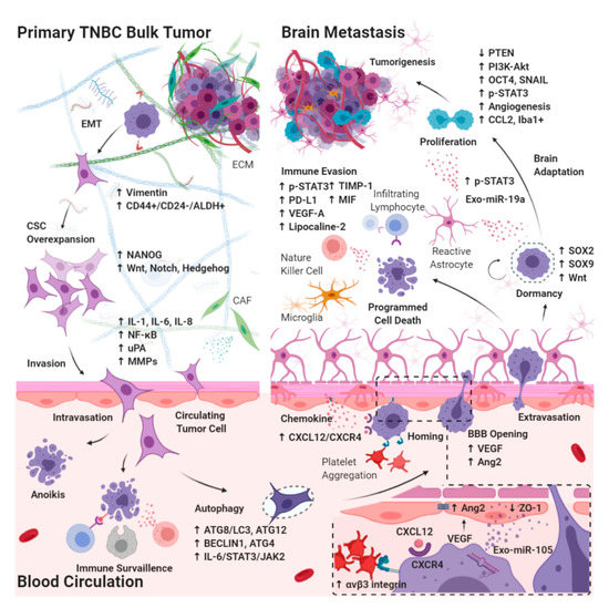 Cancers Free Full Text Effects Of Cancer Stem Cells In Triple Negative Breast Cancer And Brain Metastasis Challenges And Solutions Html