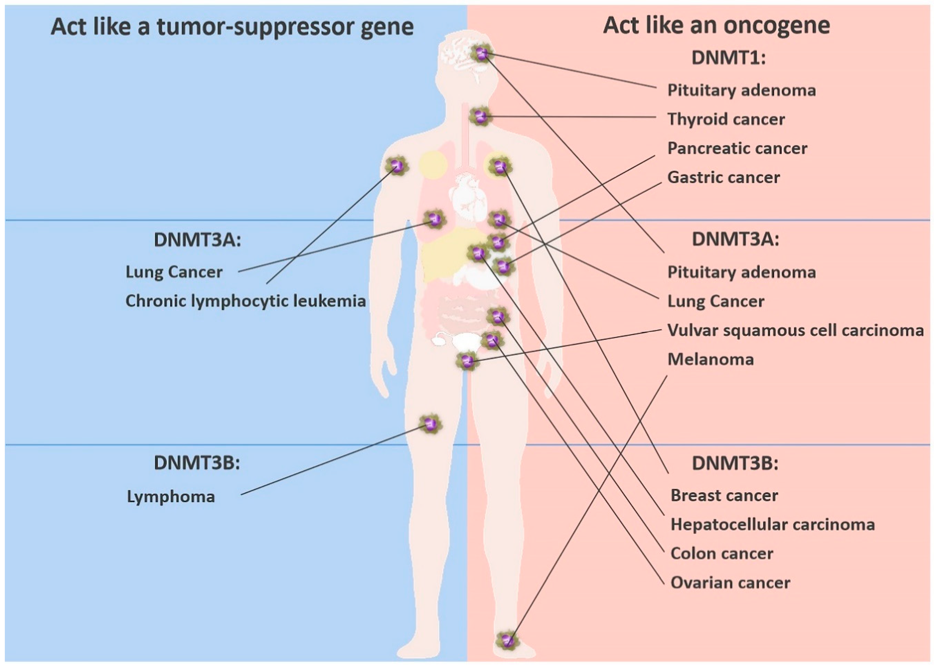 Cancers 12 02123 g002