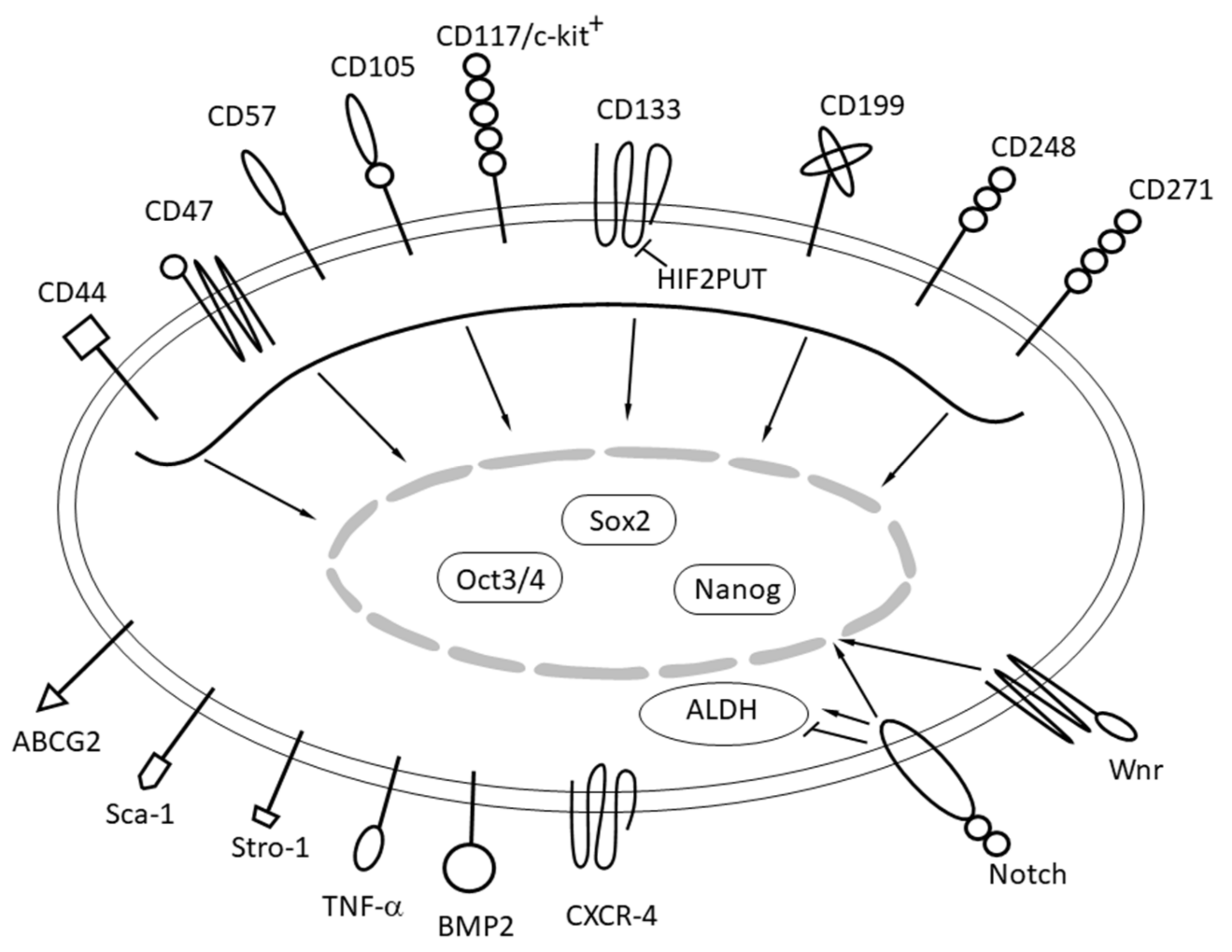Molecular Biology of Osteosarcoma Molecular Biology of Osteosarcoma
