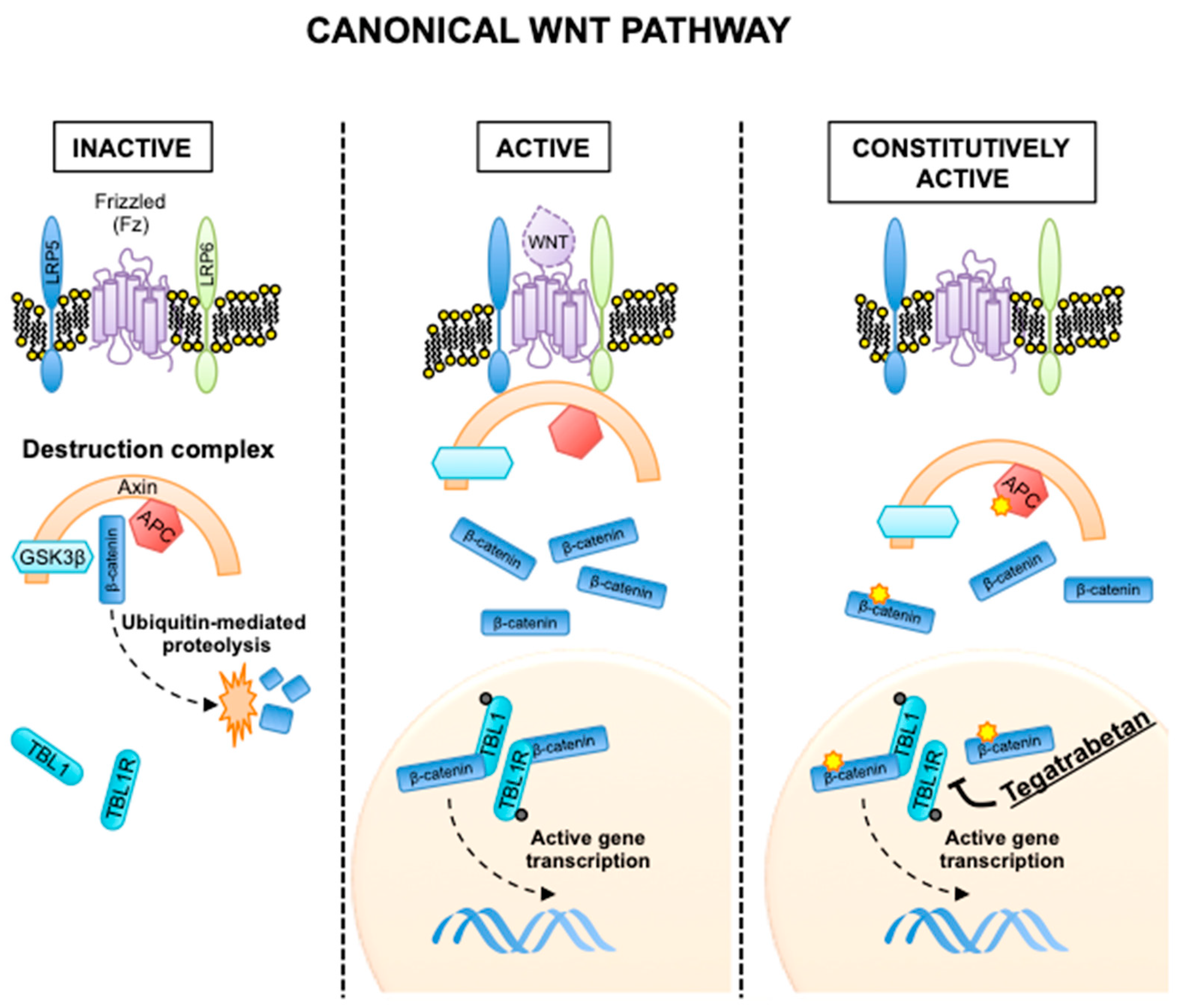 Cancers 12 02135 g001 Cancers 12 02135 g001