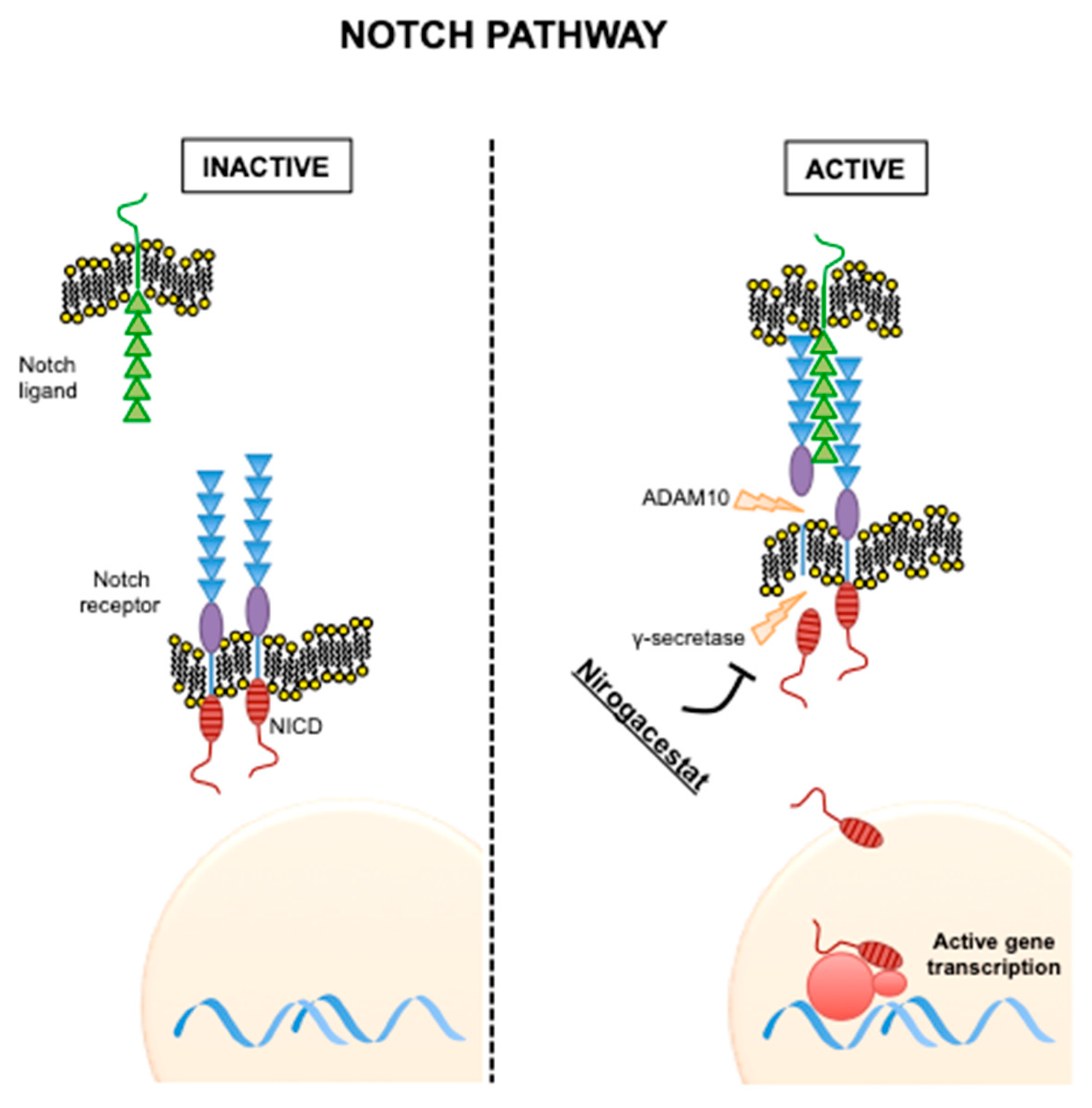 Cancers 12 02135 g002 Cancers 12 02135 g002