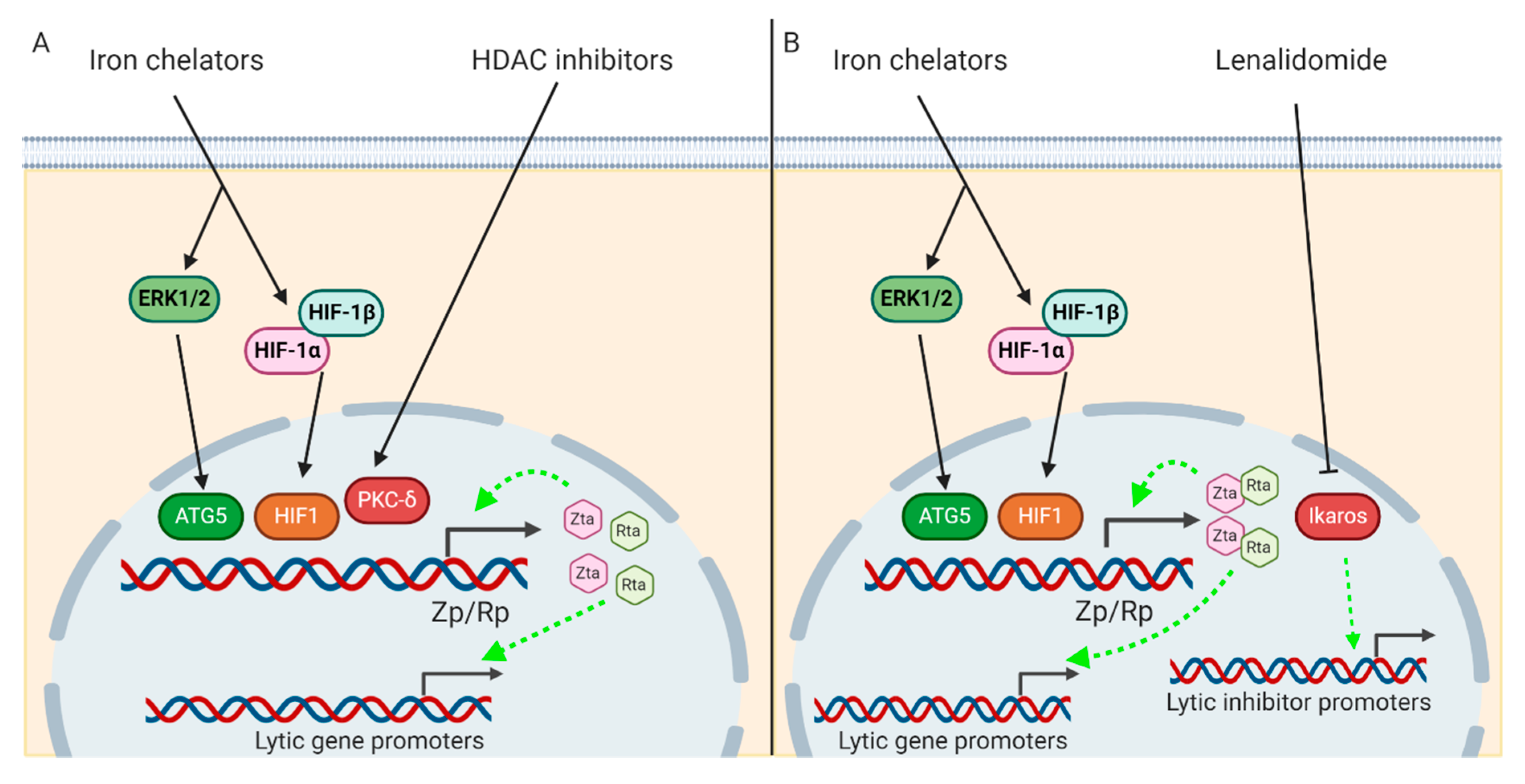 Cancers 12 02142 g002 Cancers 12 02142 g002