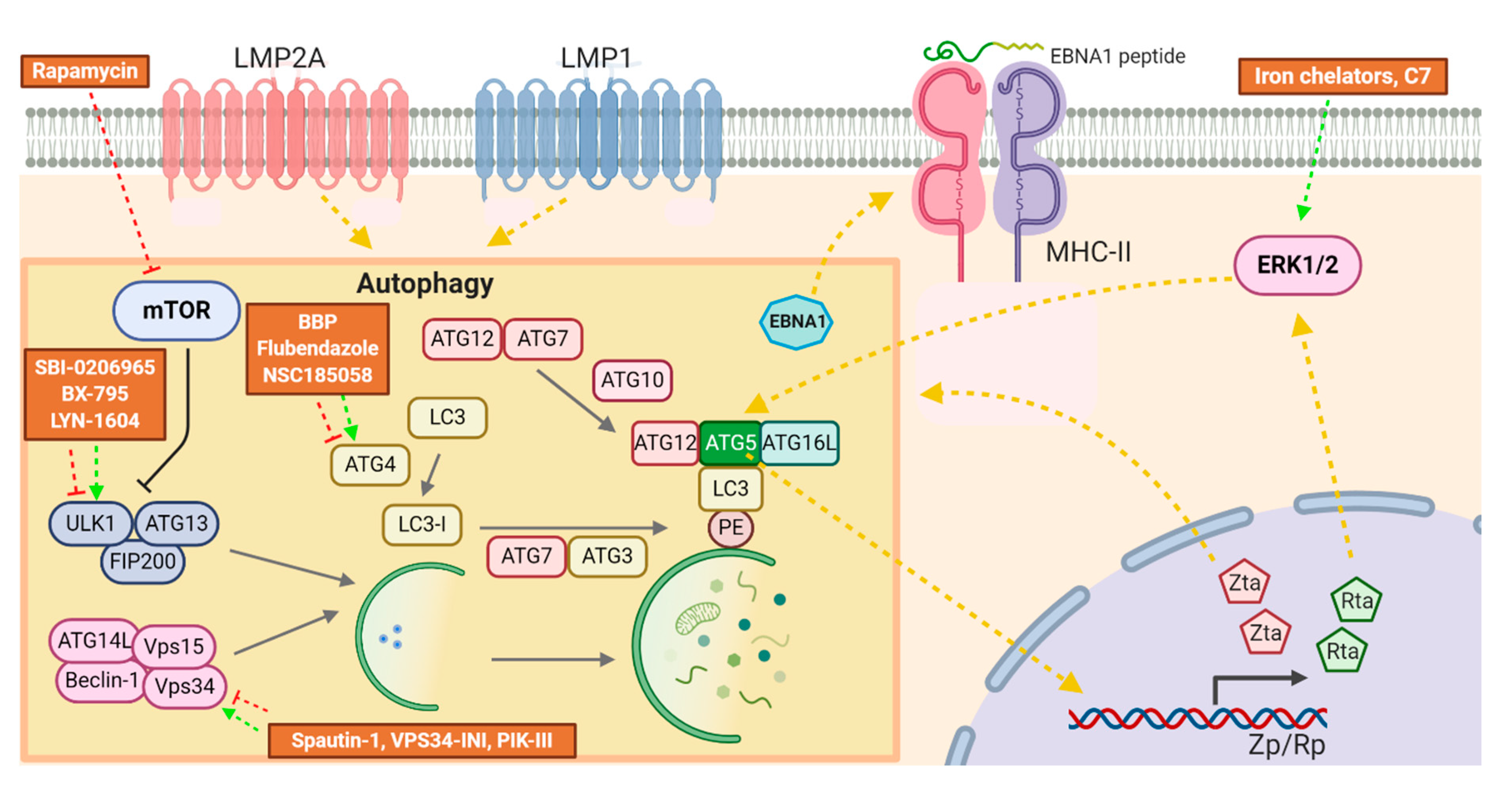 Cancers 12 02142 g003 Cancers 12 02142 g003