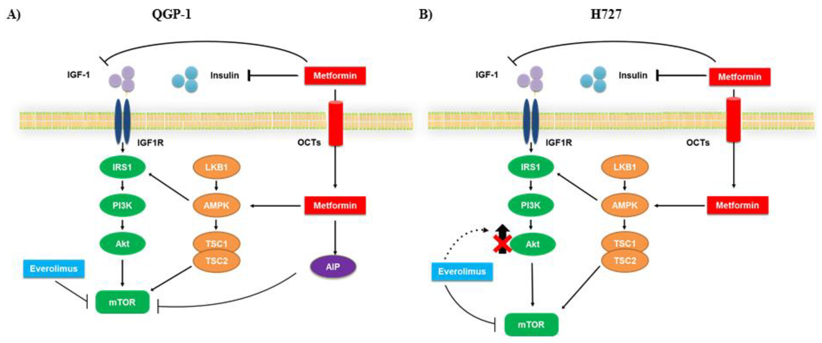 Cancers 12 02143 g008 Cancers 12 02143 g008