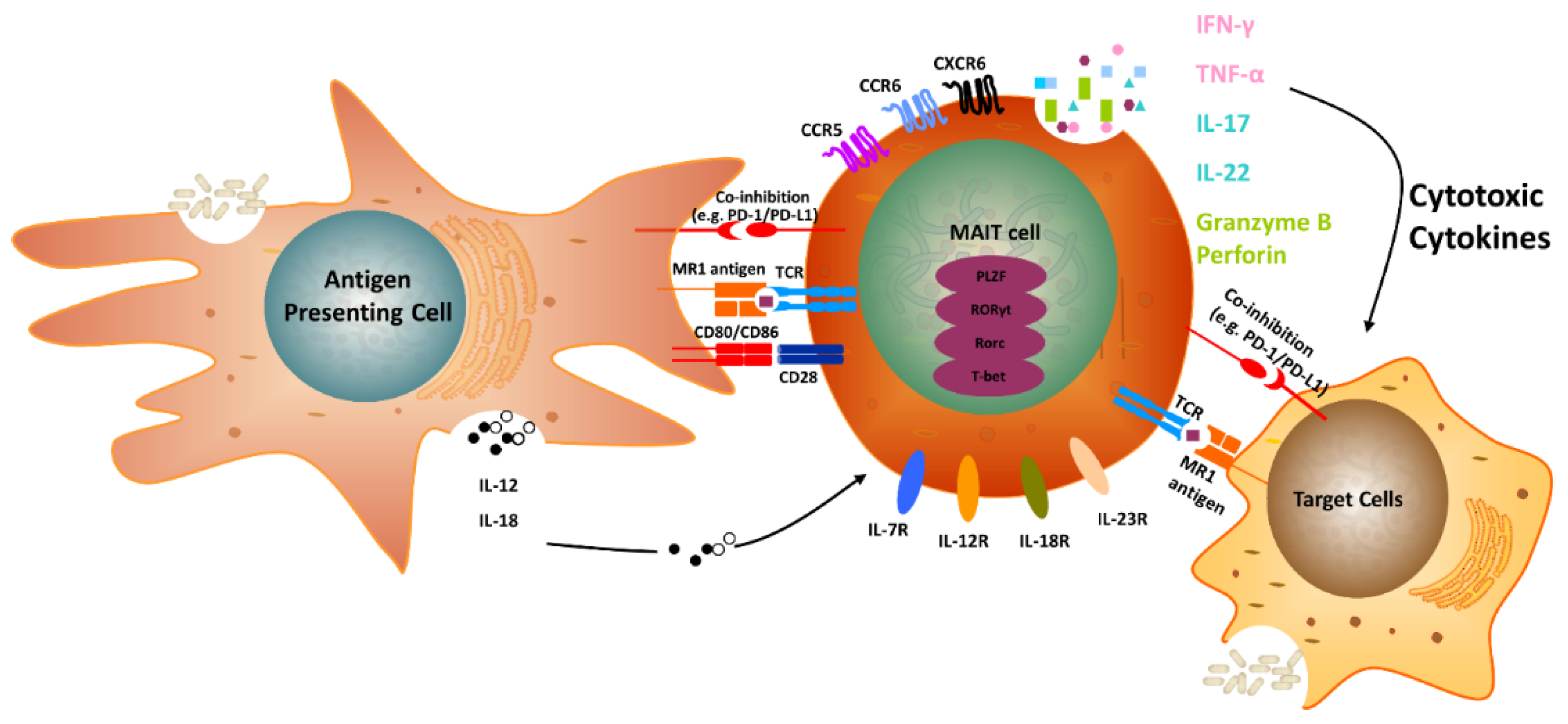 Cancers 12 02145 g001 Cancers 12 02145 g001