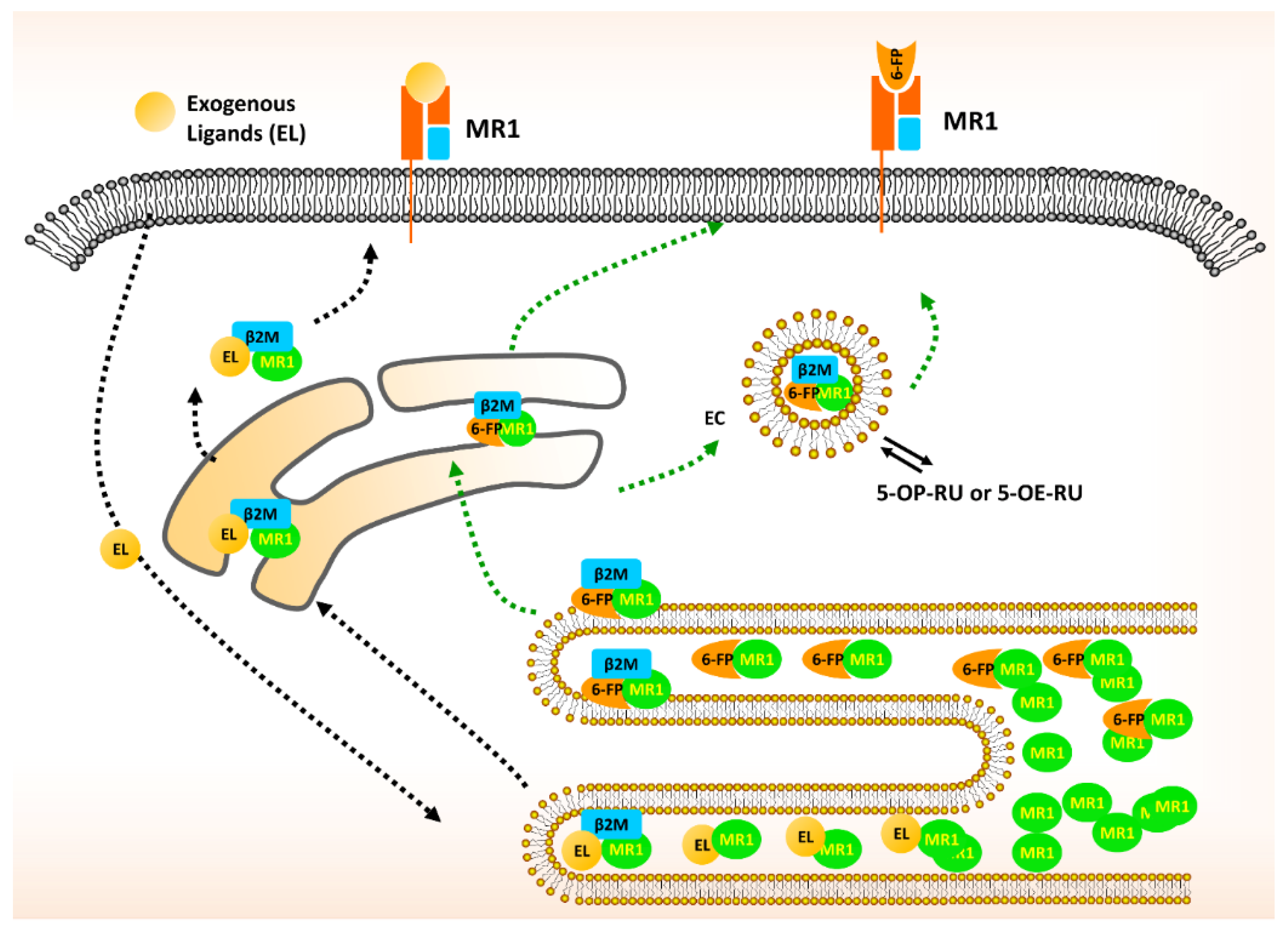 Cancers 12 02145 g002 Cancers 12 02145 g002