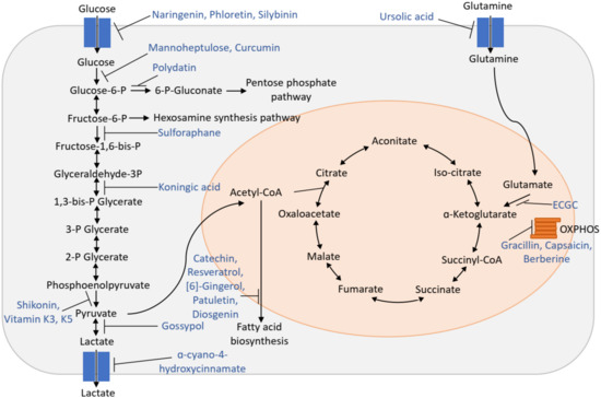 科学+技術 Syntheses with Stable Isotopes Stable Isotope Tracing Analysis in Cancer Research