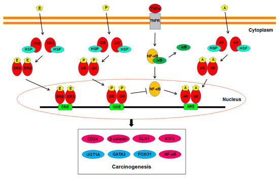 The Role of Steroid Hormone Receptors in Urothelial Tumorigenesis