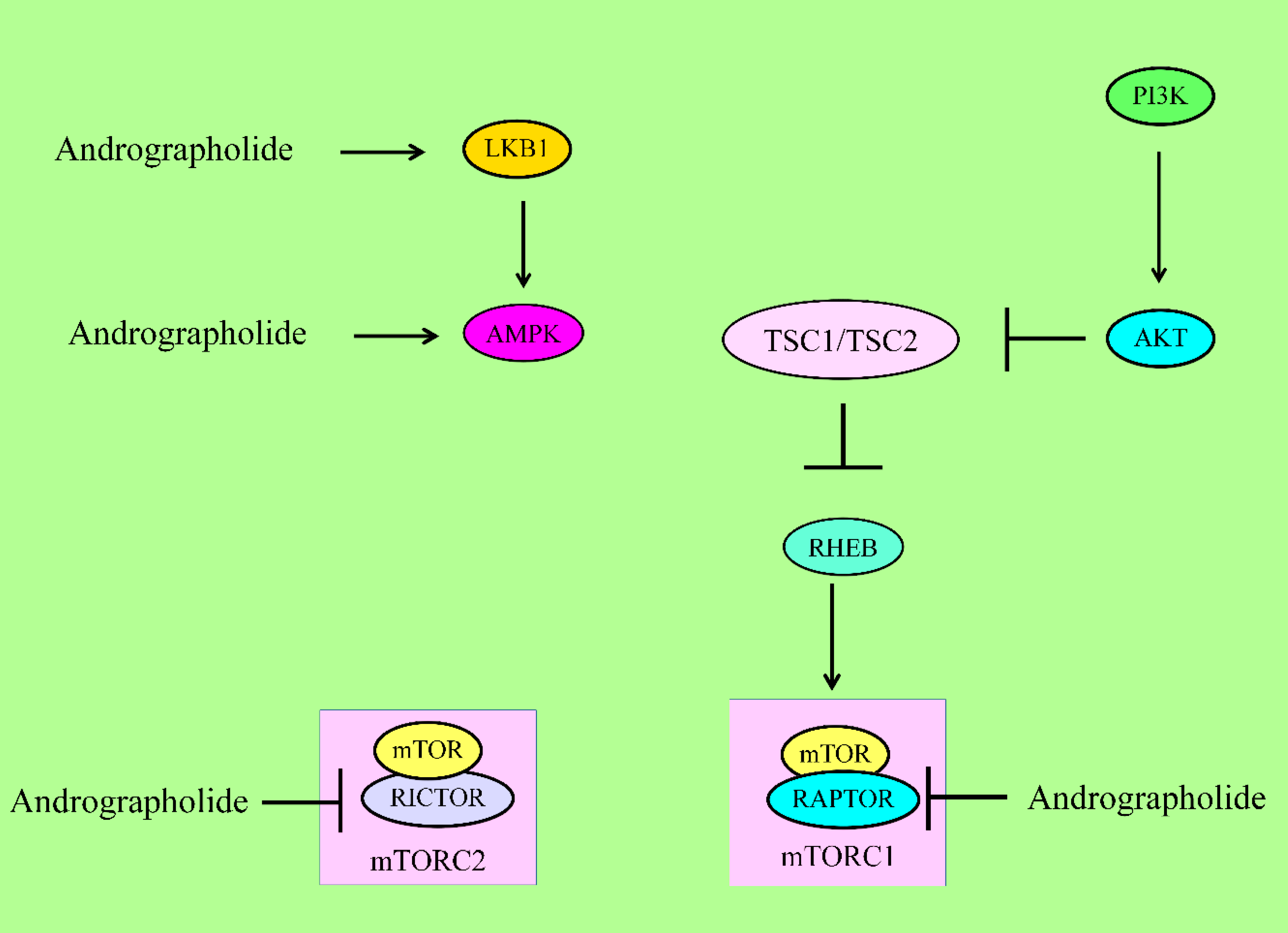 Cancers 12 02159 g003