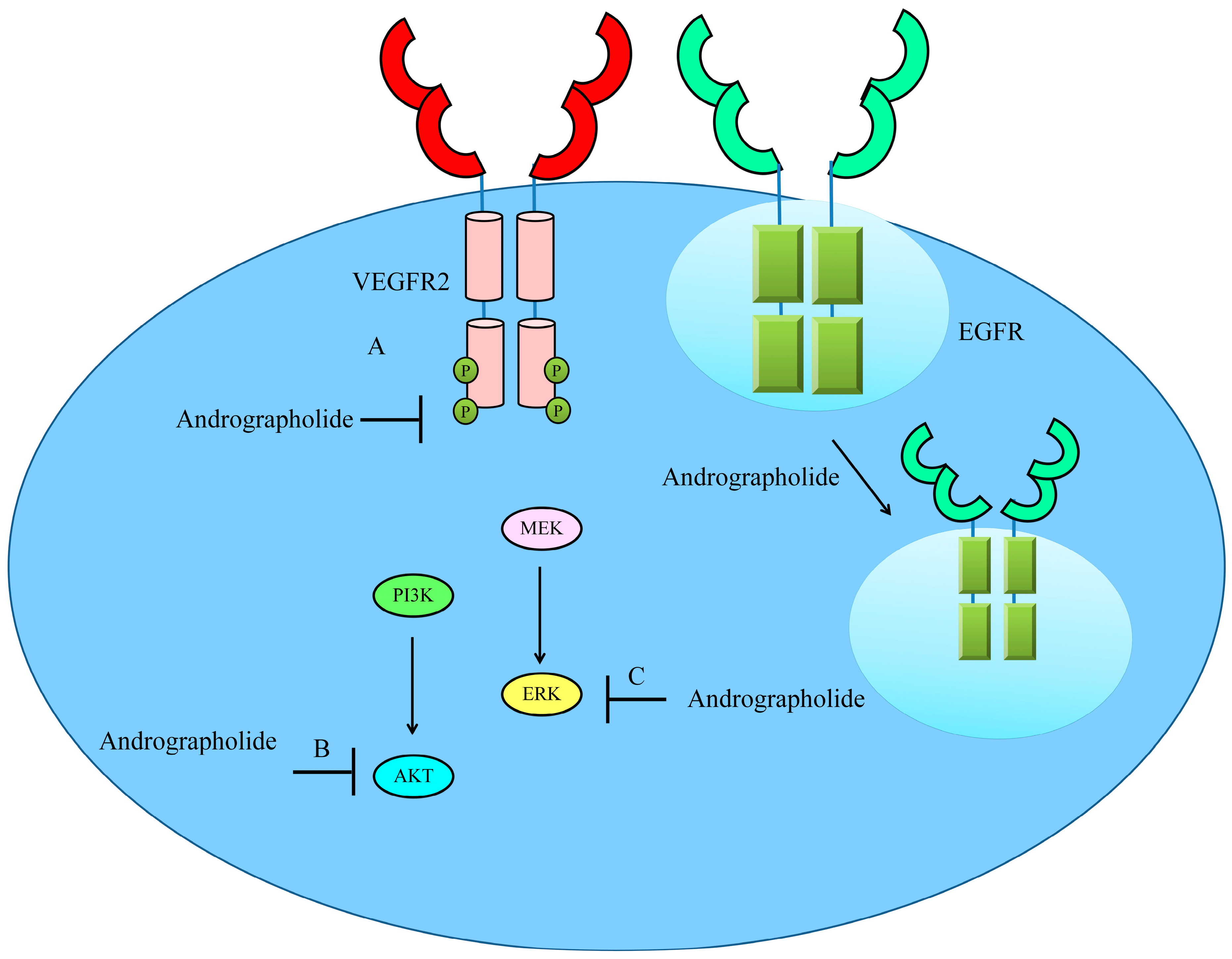 Cancers 12 02159 g004