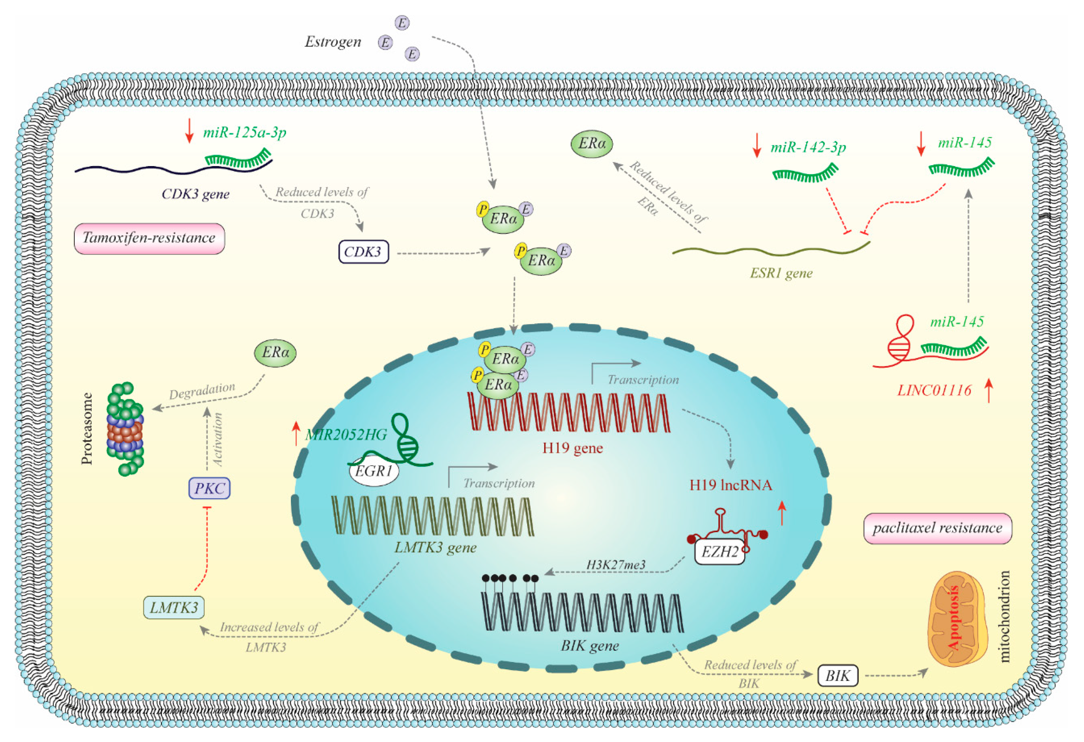 Cancers | Free Full-Text | Perspectives on the Role of Non-Coding 