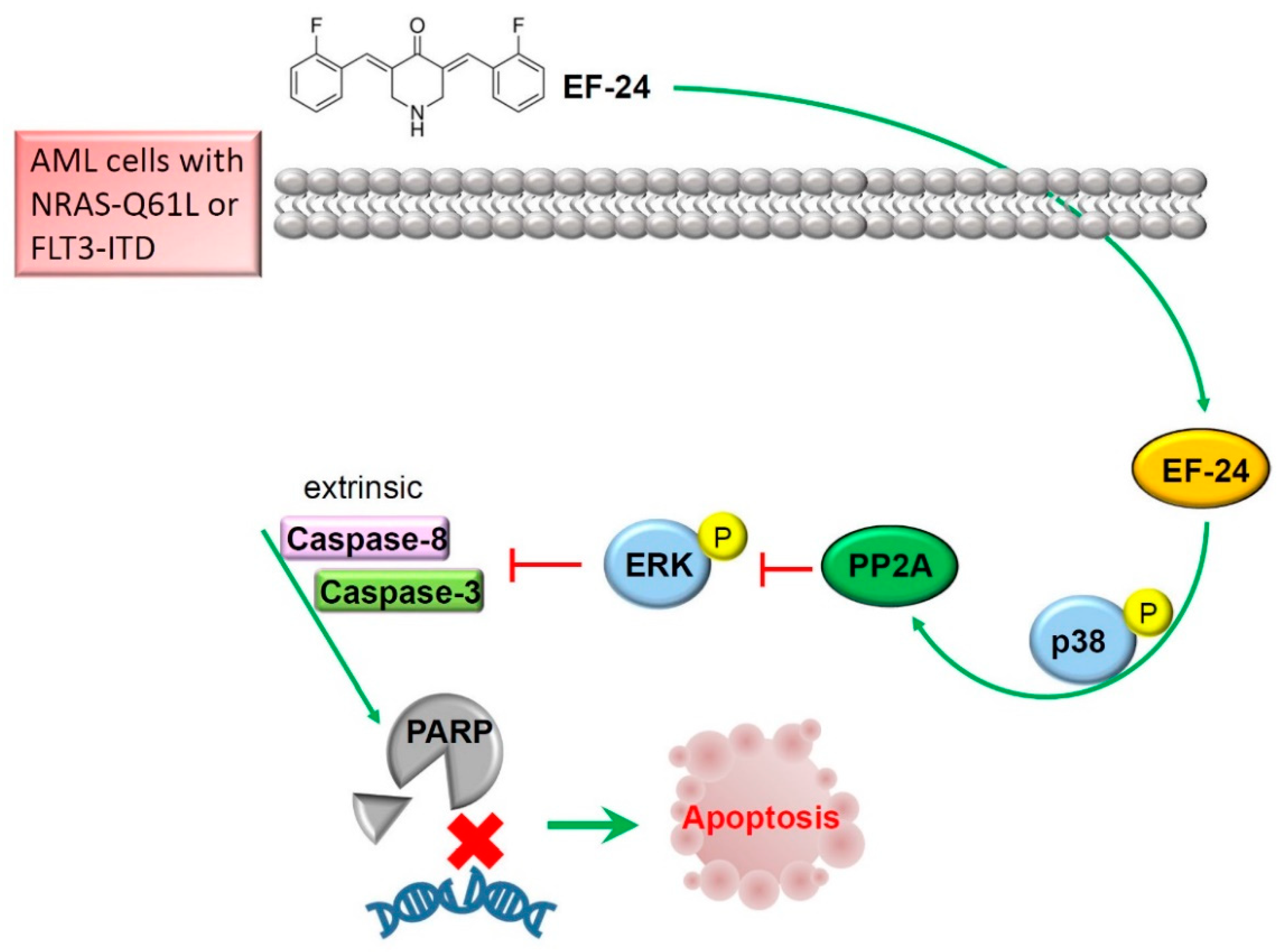 Cancers 12 02163 g006 Cancers 12 02163 g006