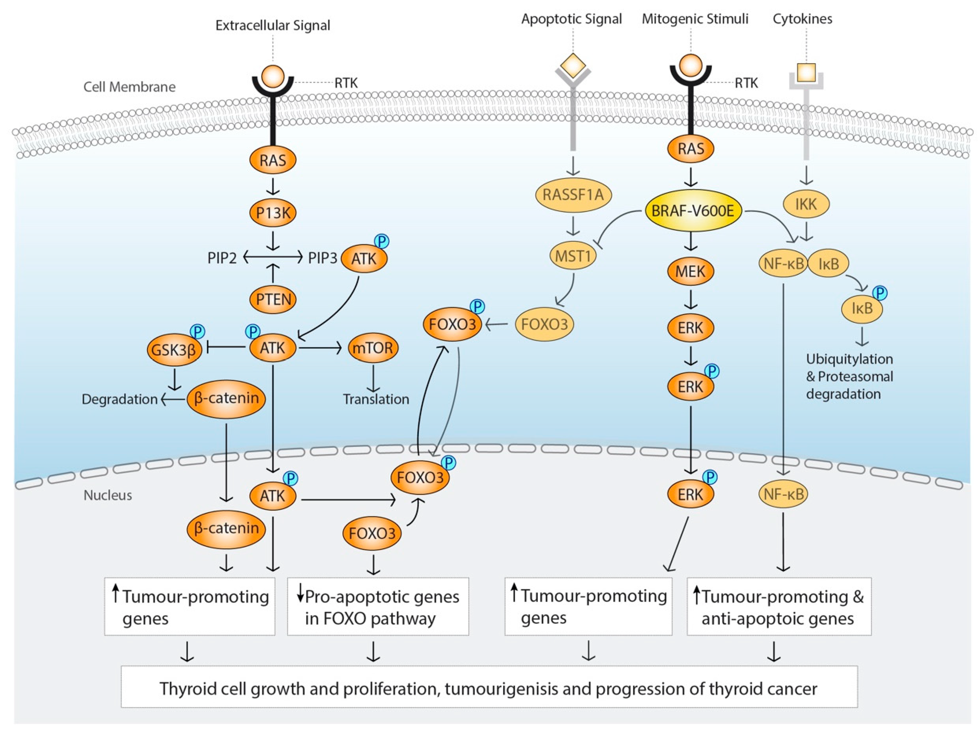 https://www.mdpi.com/cancers/cancers-12-02164/article_deploy/html/images/cancers-12-02164-g001.png