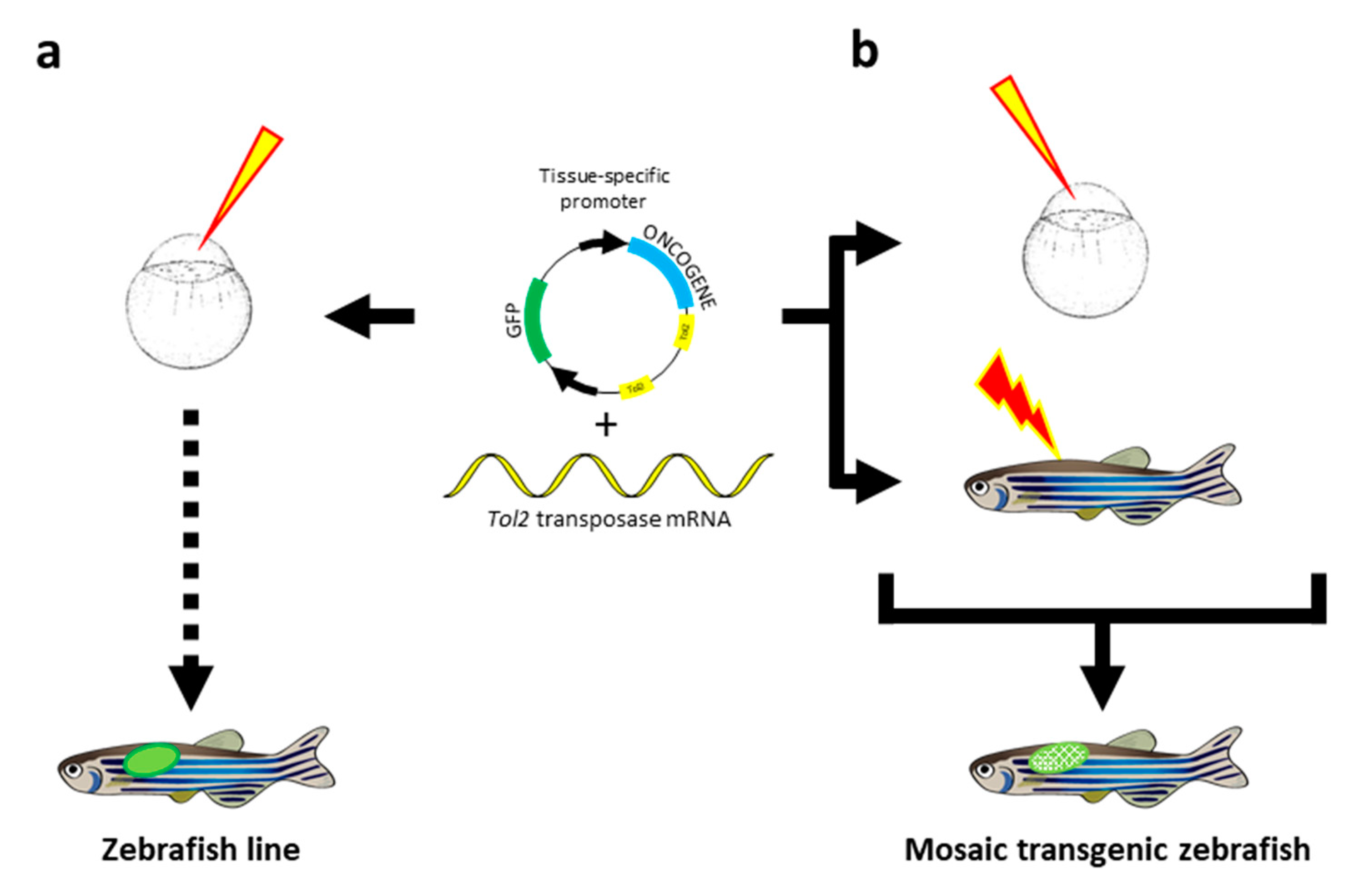 Cancers 12 02168 g004