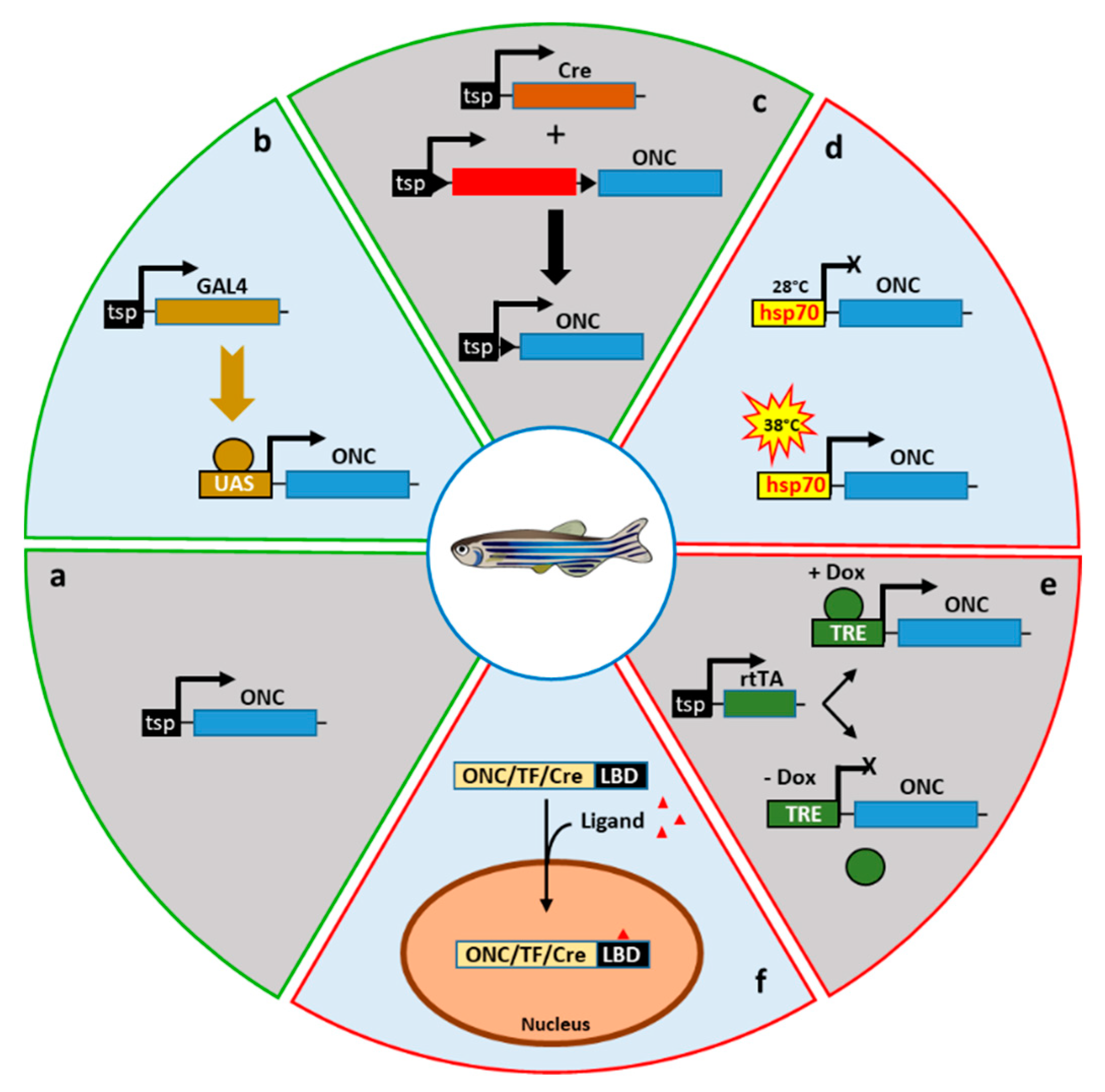 Cancers 12 02168 g005
