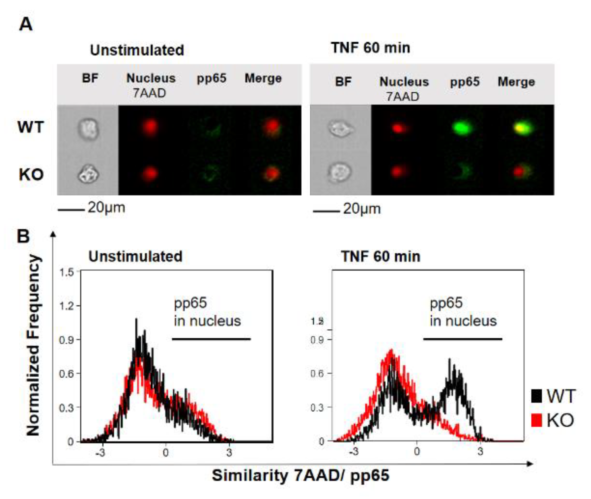 Cancers 12 02188 g001 Cancers 12 02188 g001