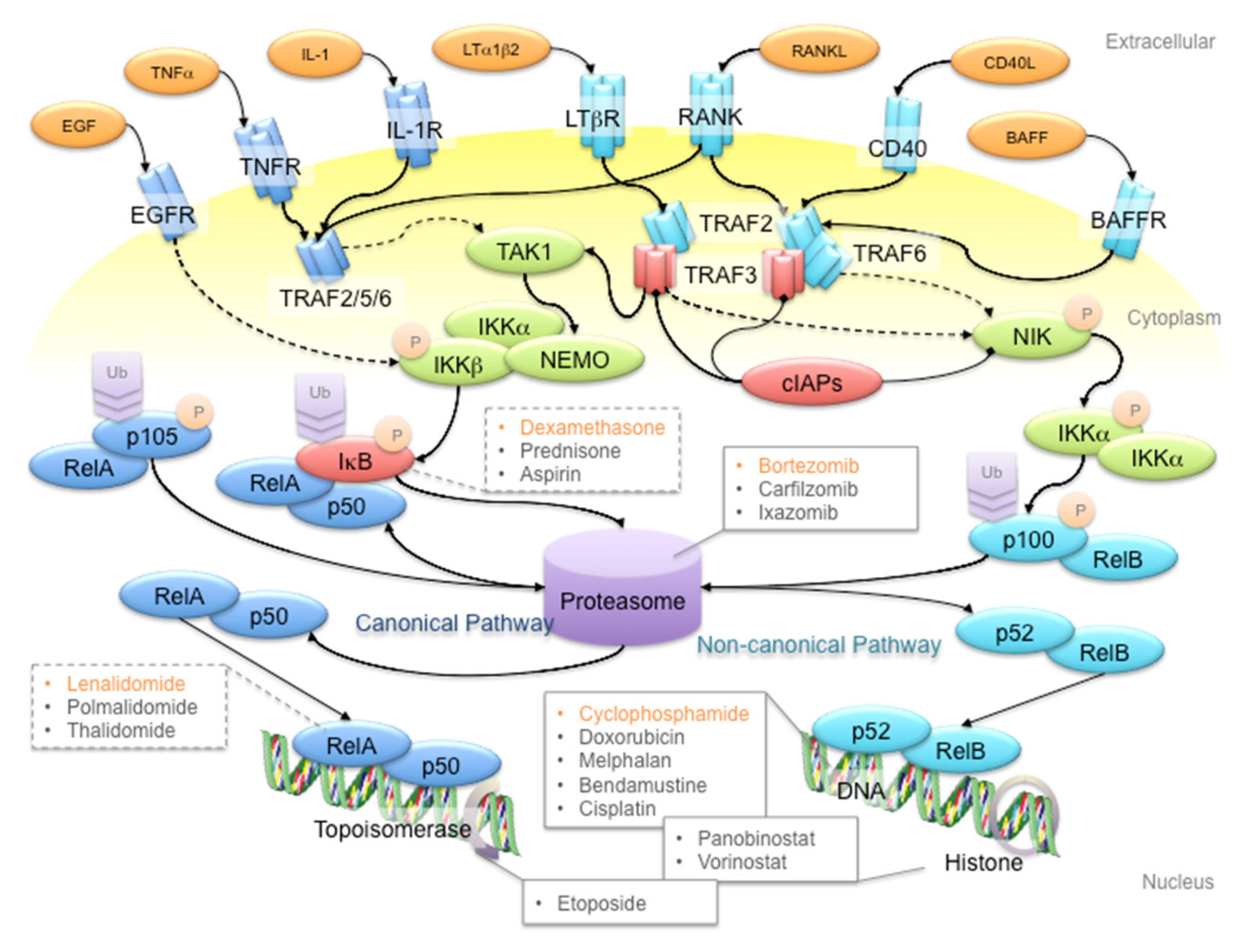 Frontiers | Nuclear Factor-kappaB in Autoimmunity: Man and Mouse
