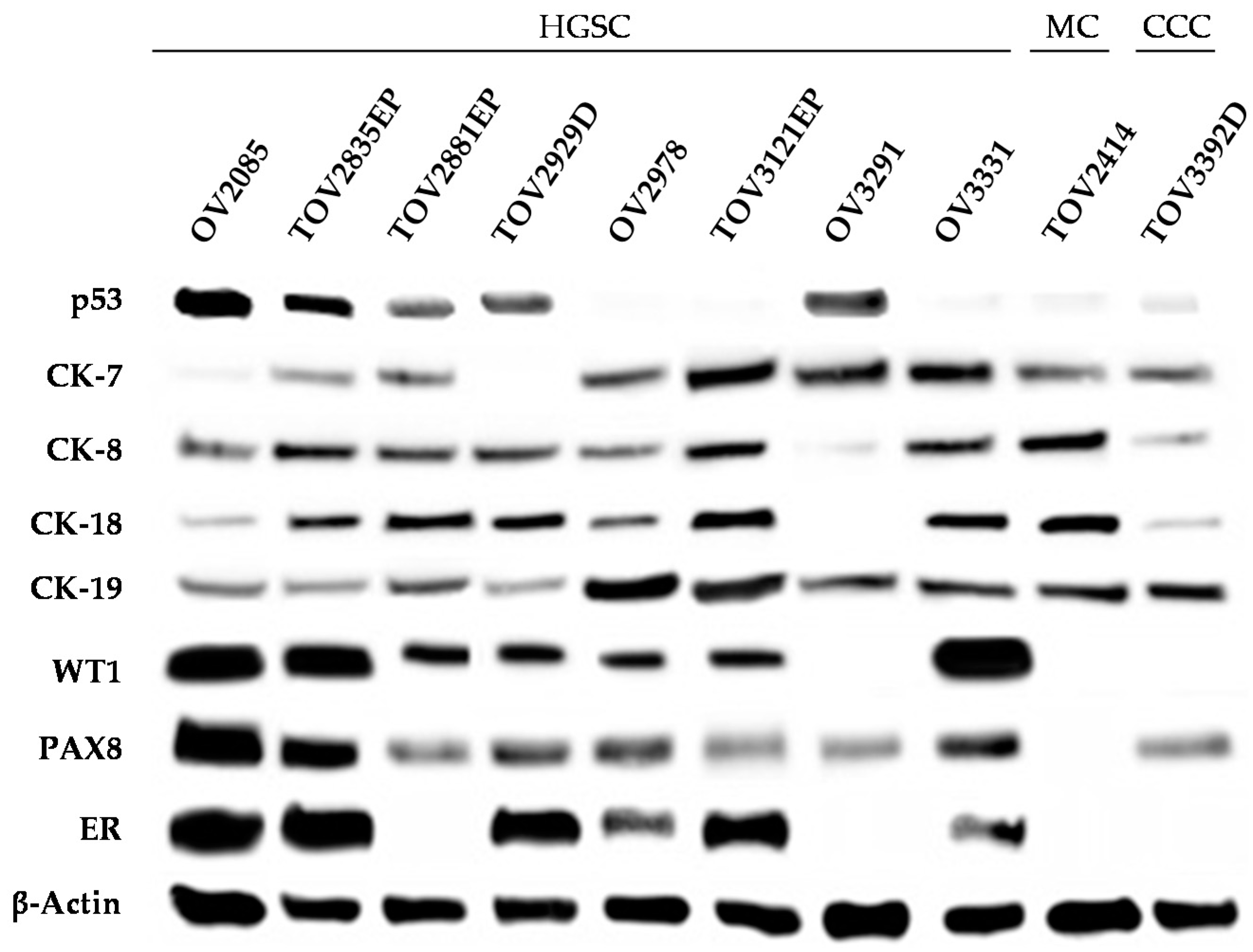 Cancers 12 02222 g004